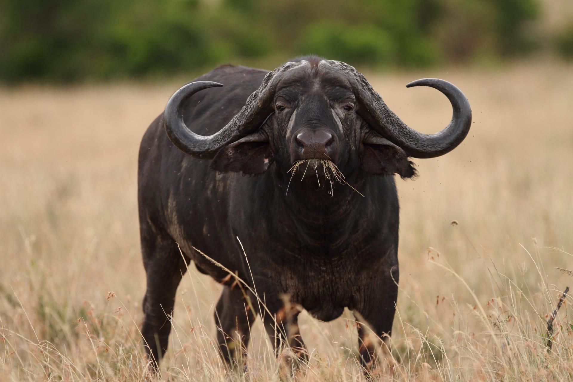 African buffalo pictures