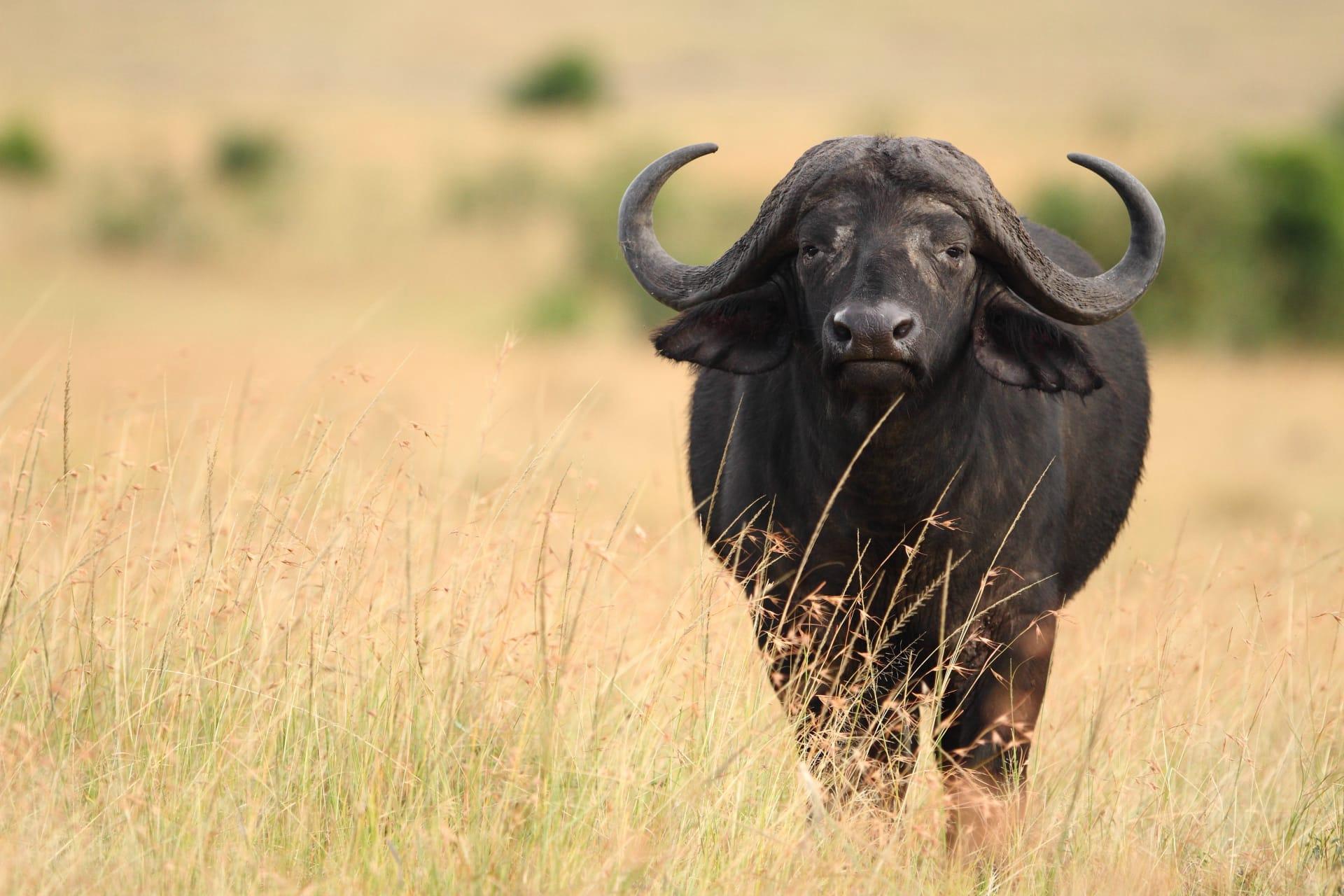 African buffalo pictures
