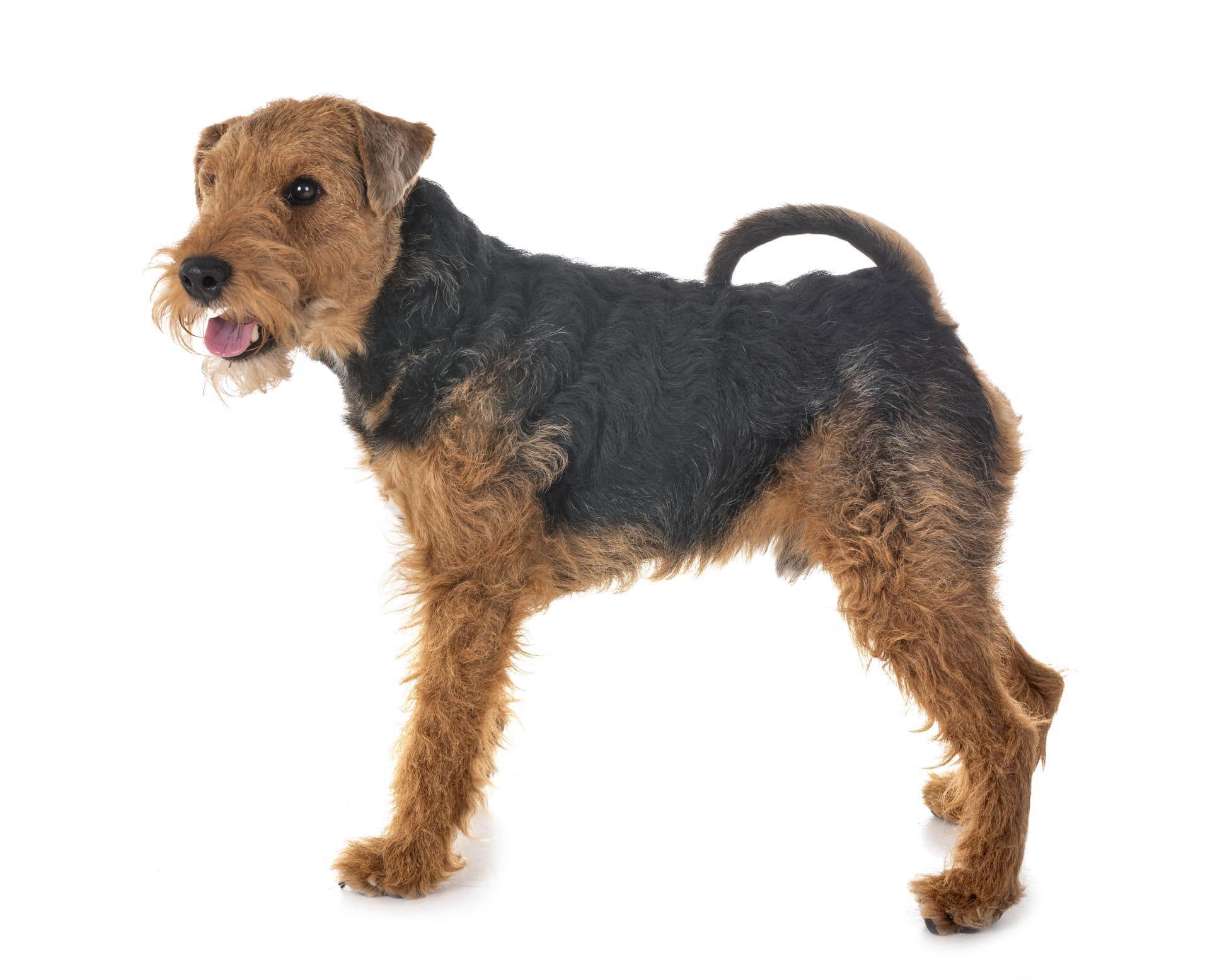 Airedale terrier pictures