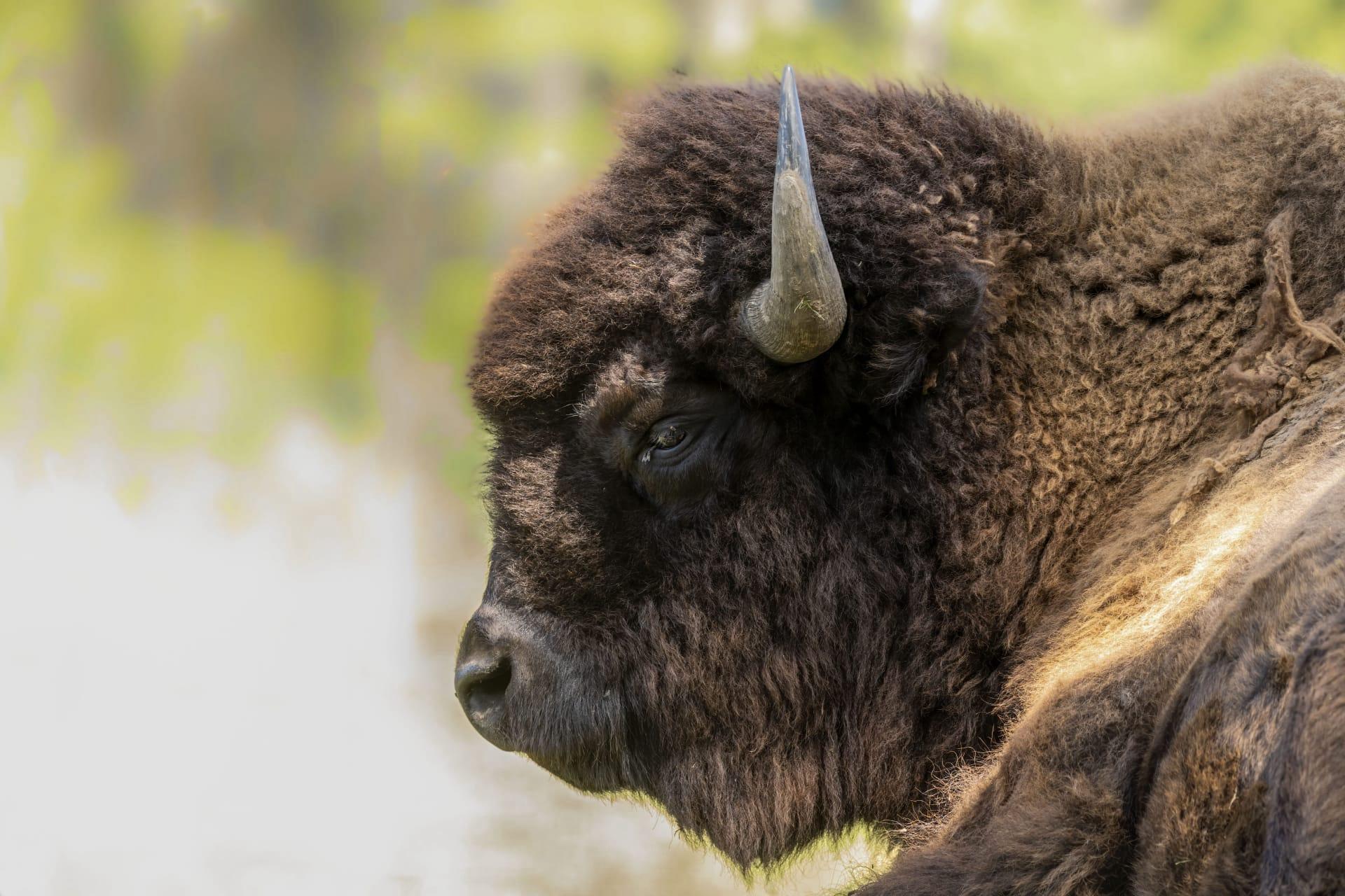 American bison pictures