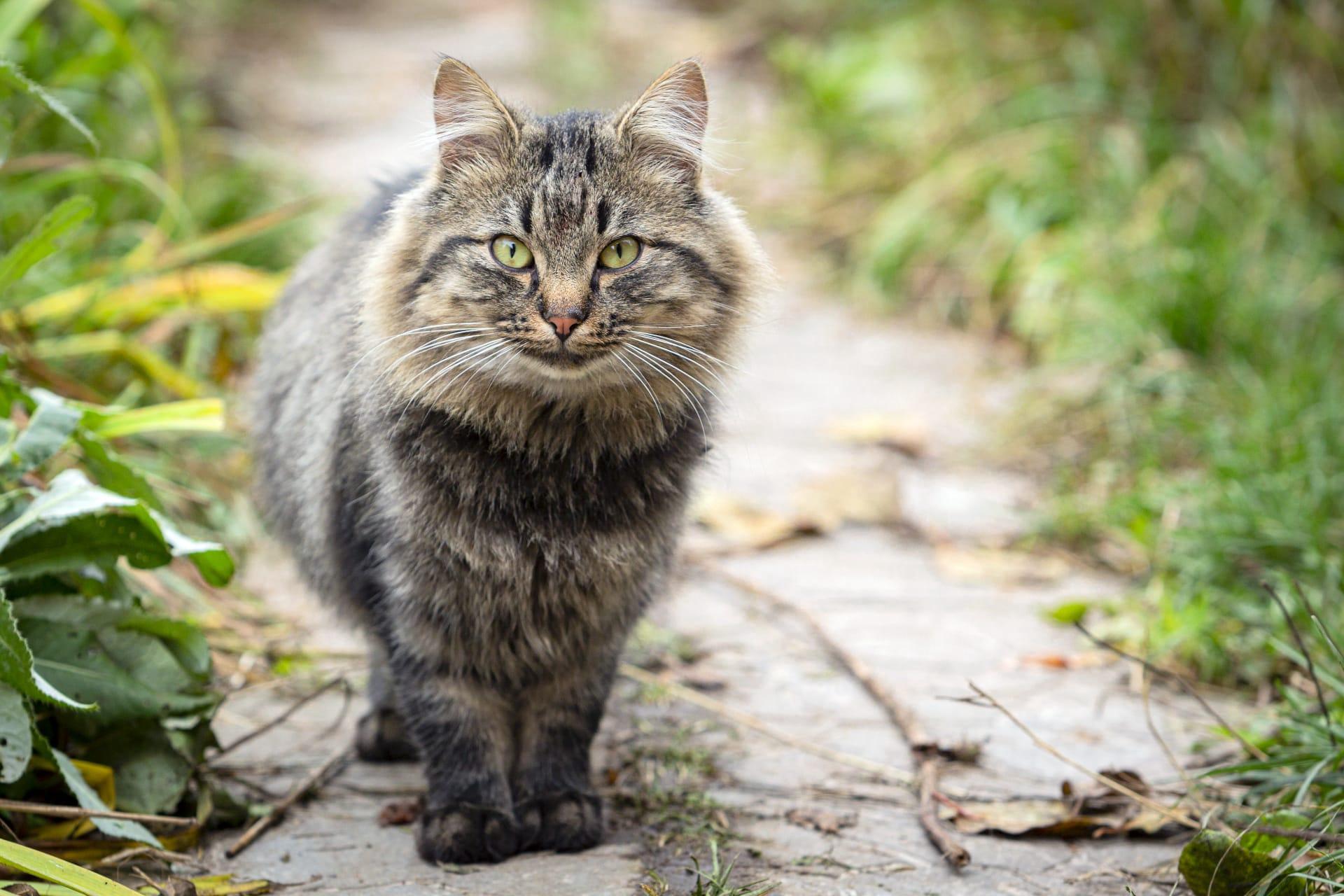 American bobtail cat pictures