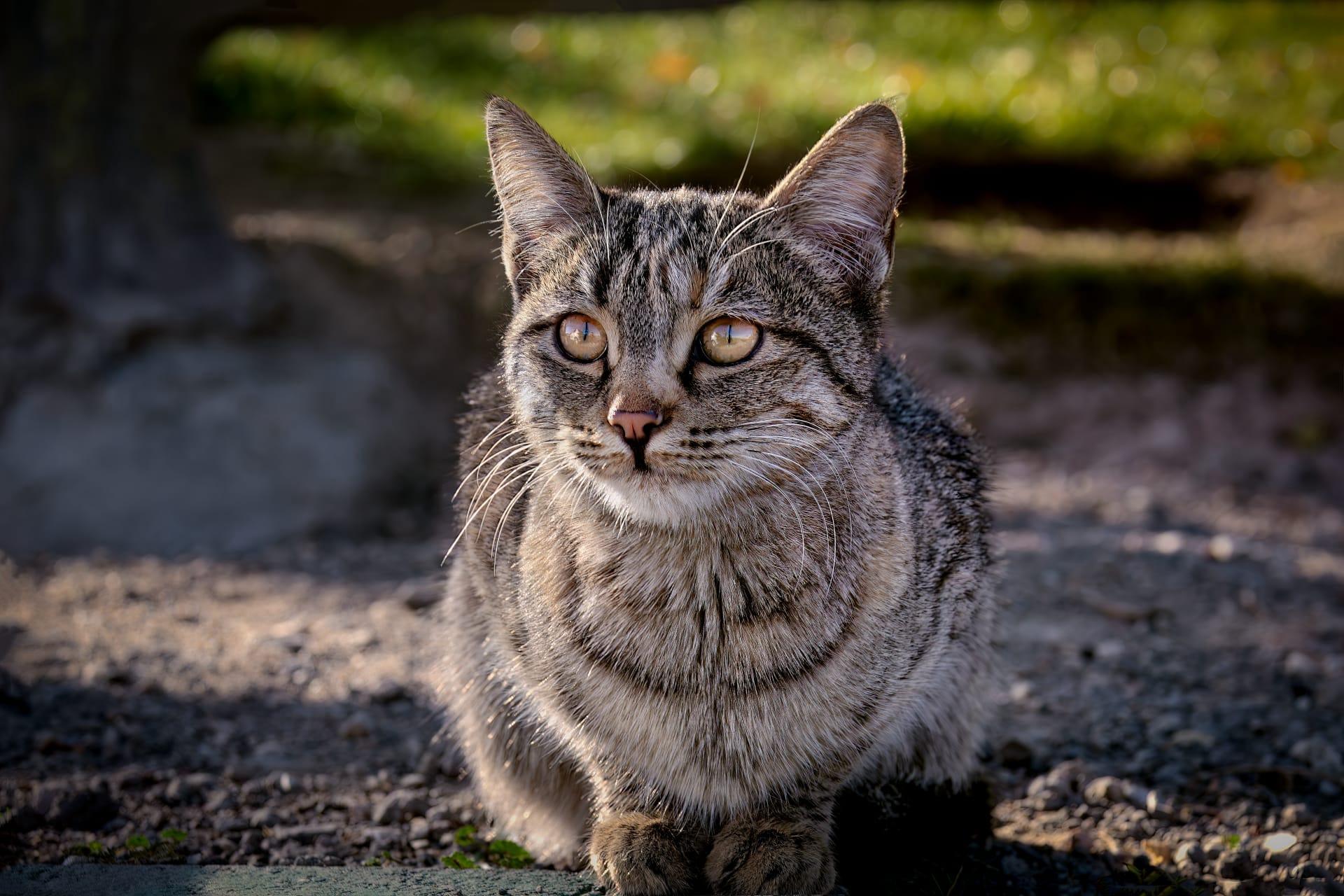 American bobtail shorthair cat pictures