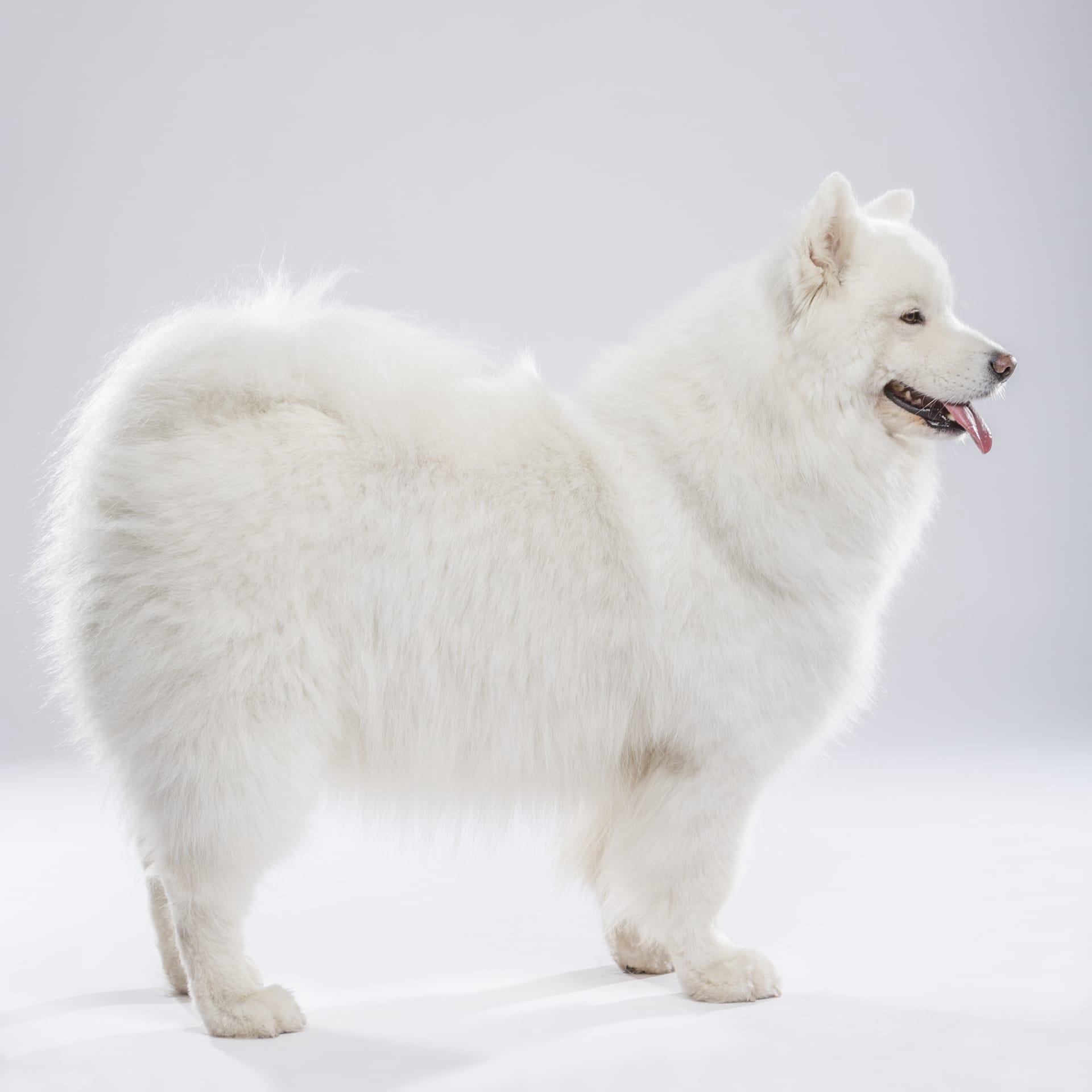 American eskimo dog pictures