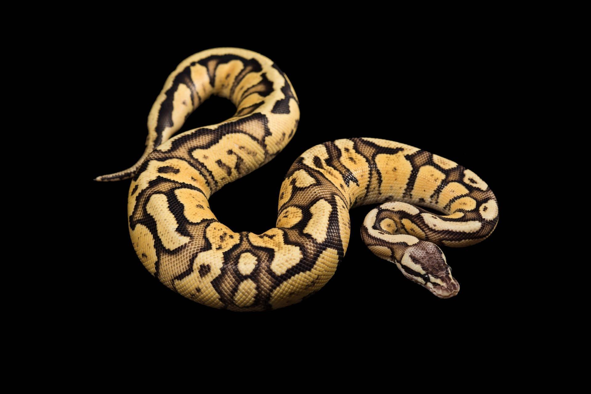 Anaconda snake pictures