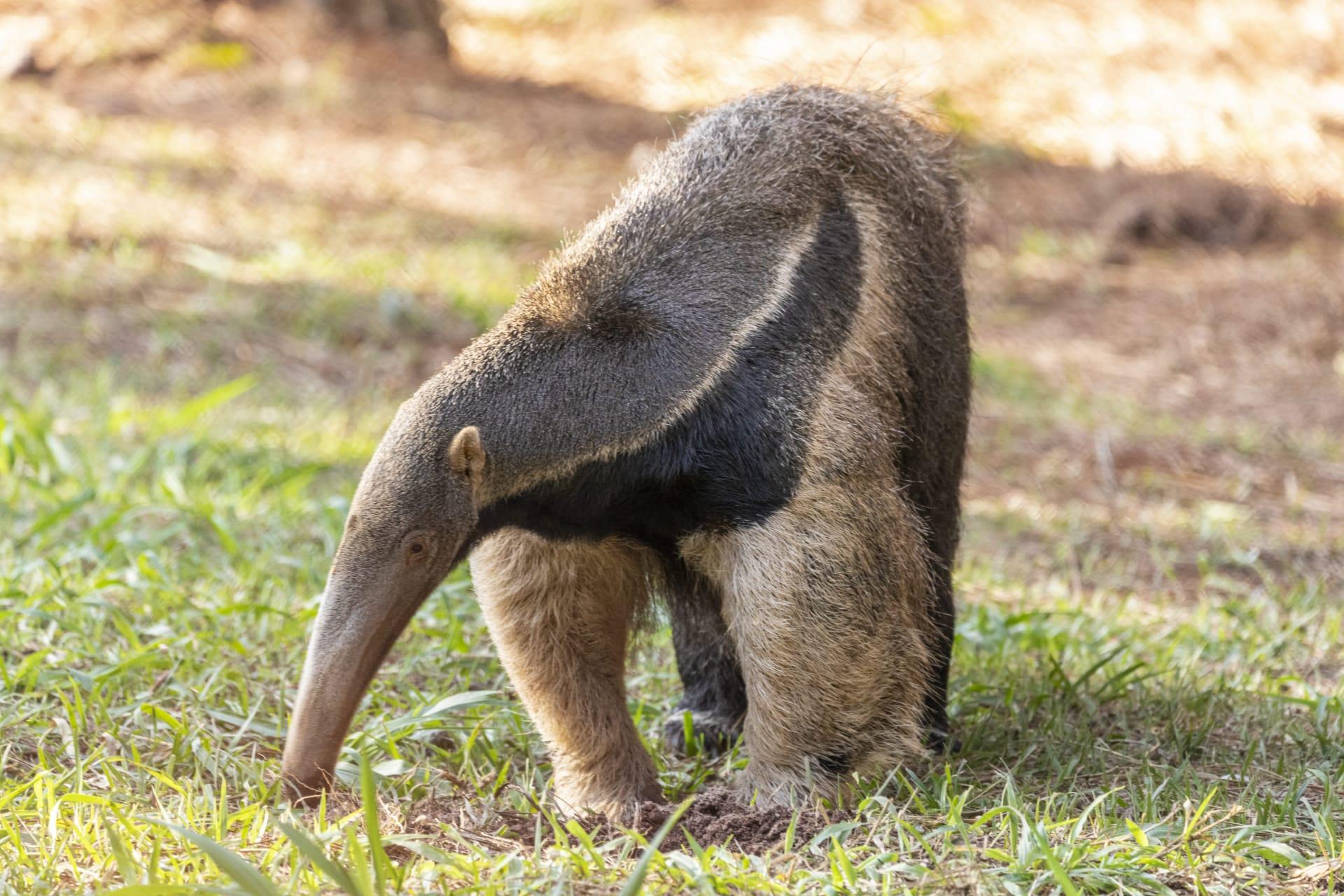 Anteater pictures
