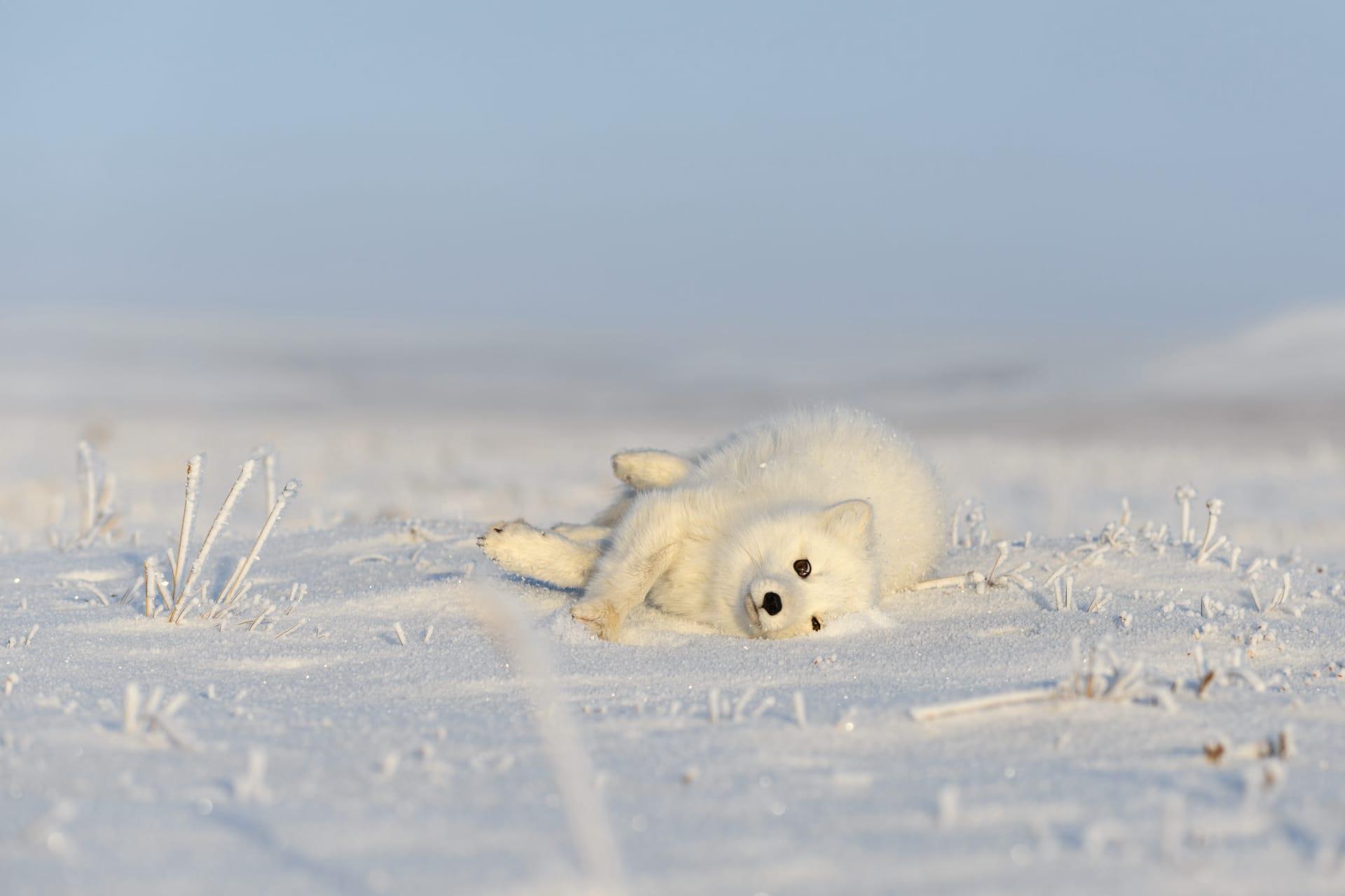 Arctic fox pictures