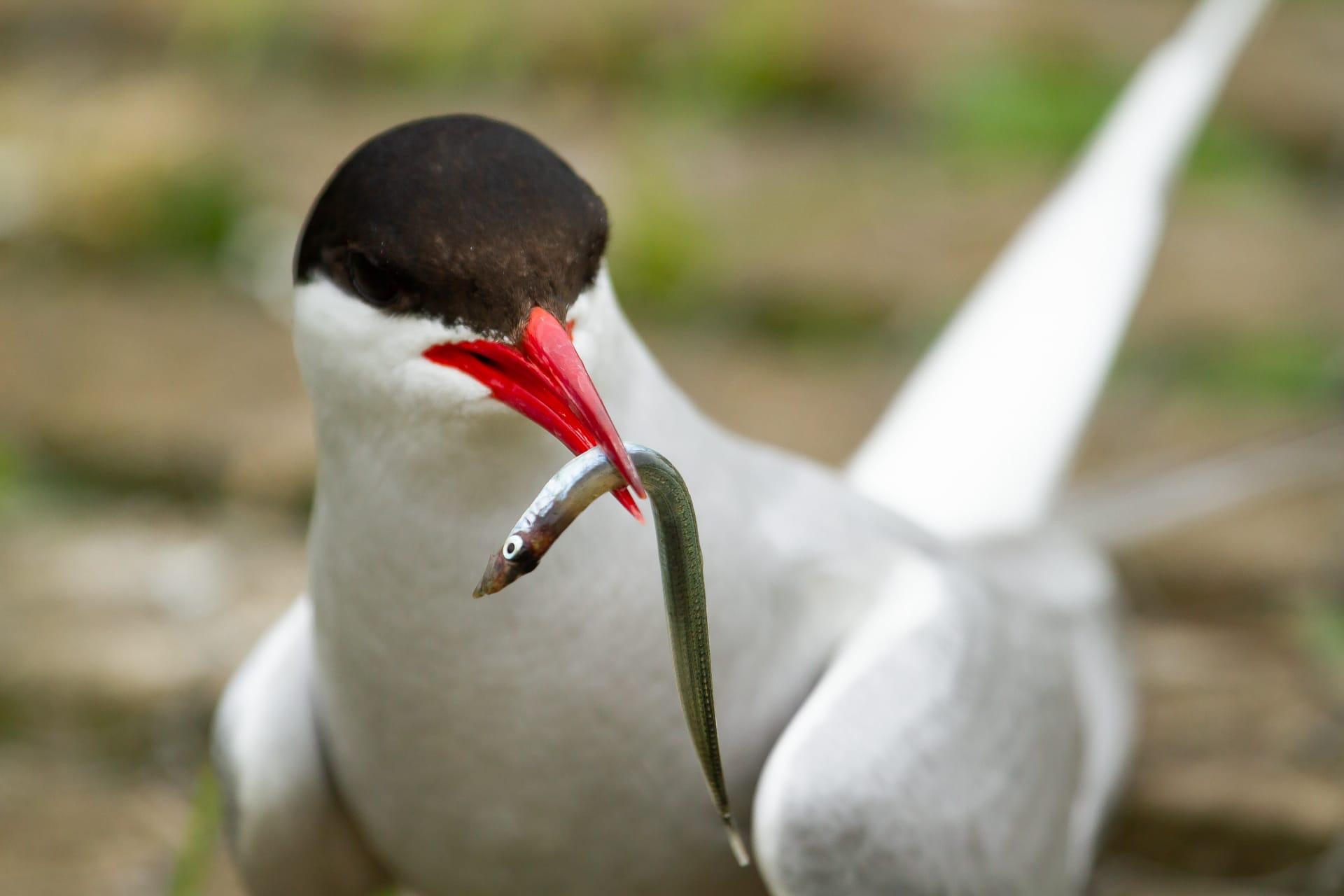 Arctic tern pictures