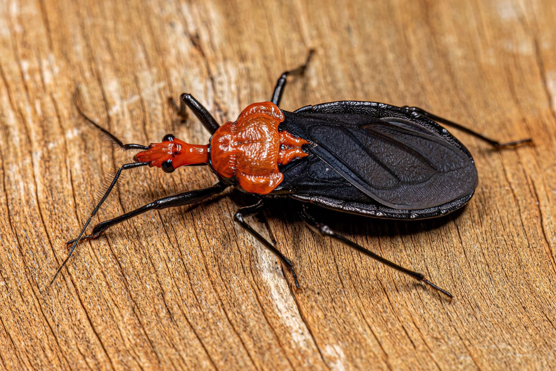 Assassin beetle pictures