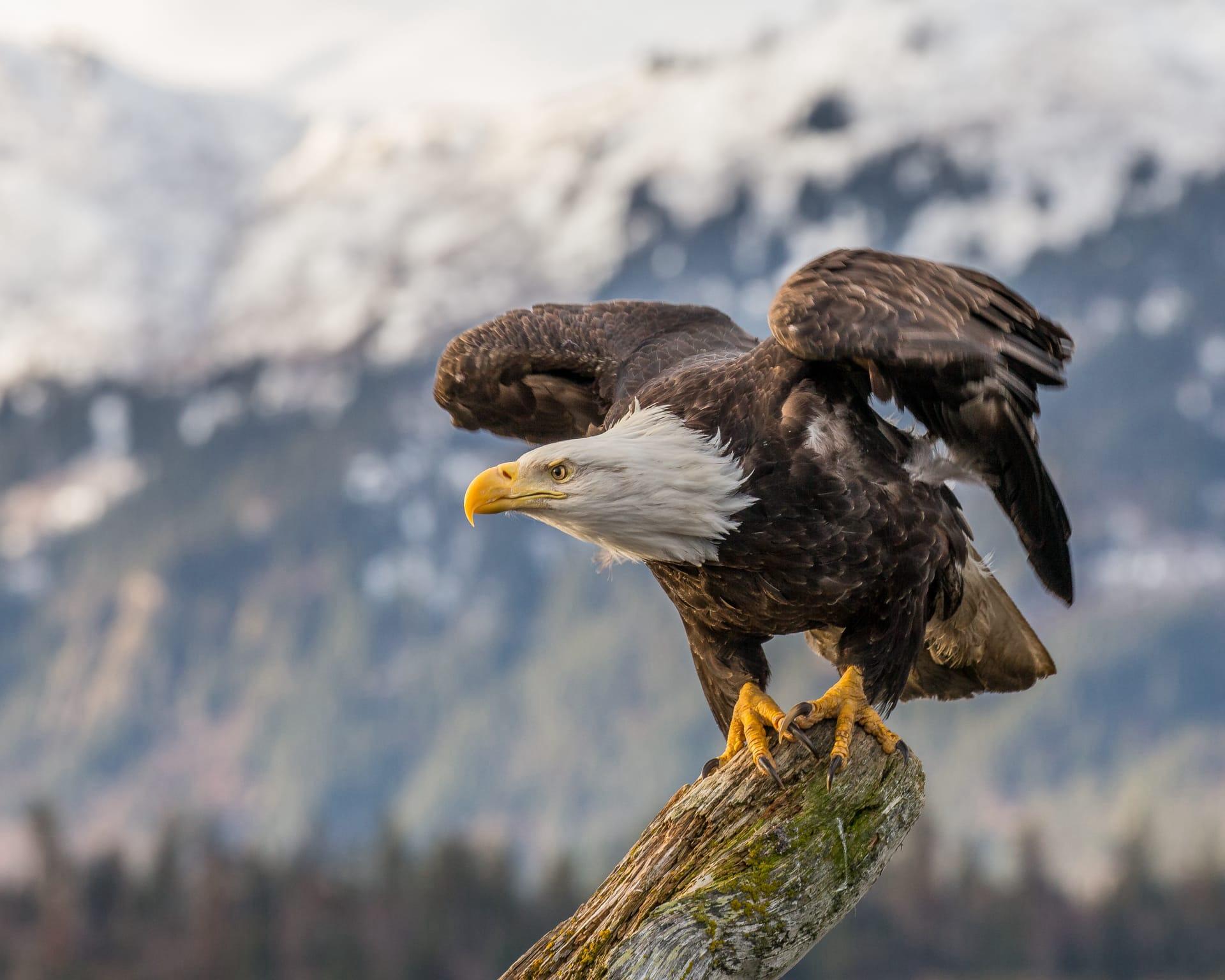 Bald eagle pictures