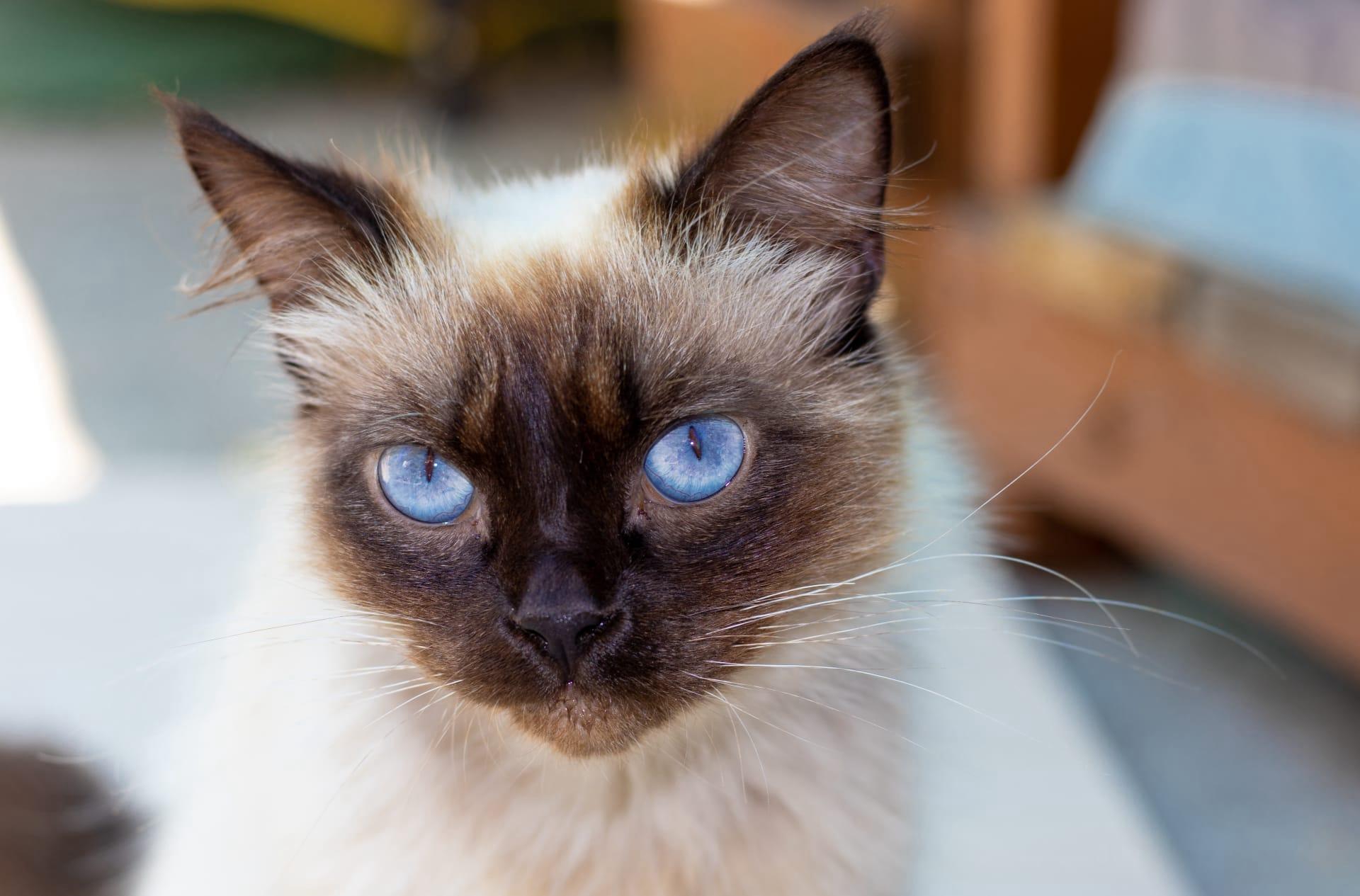 Balinese cat pictures