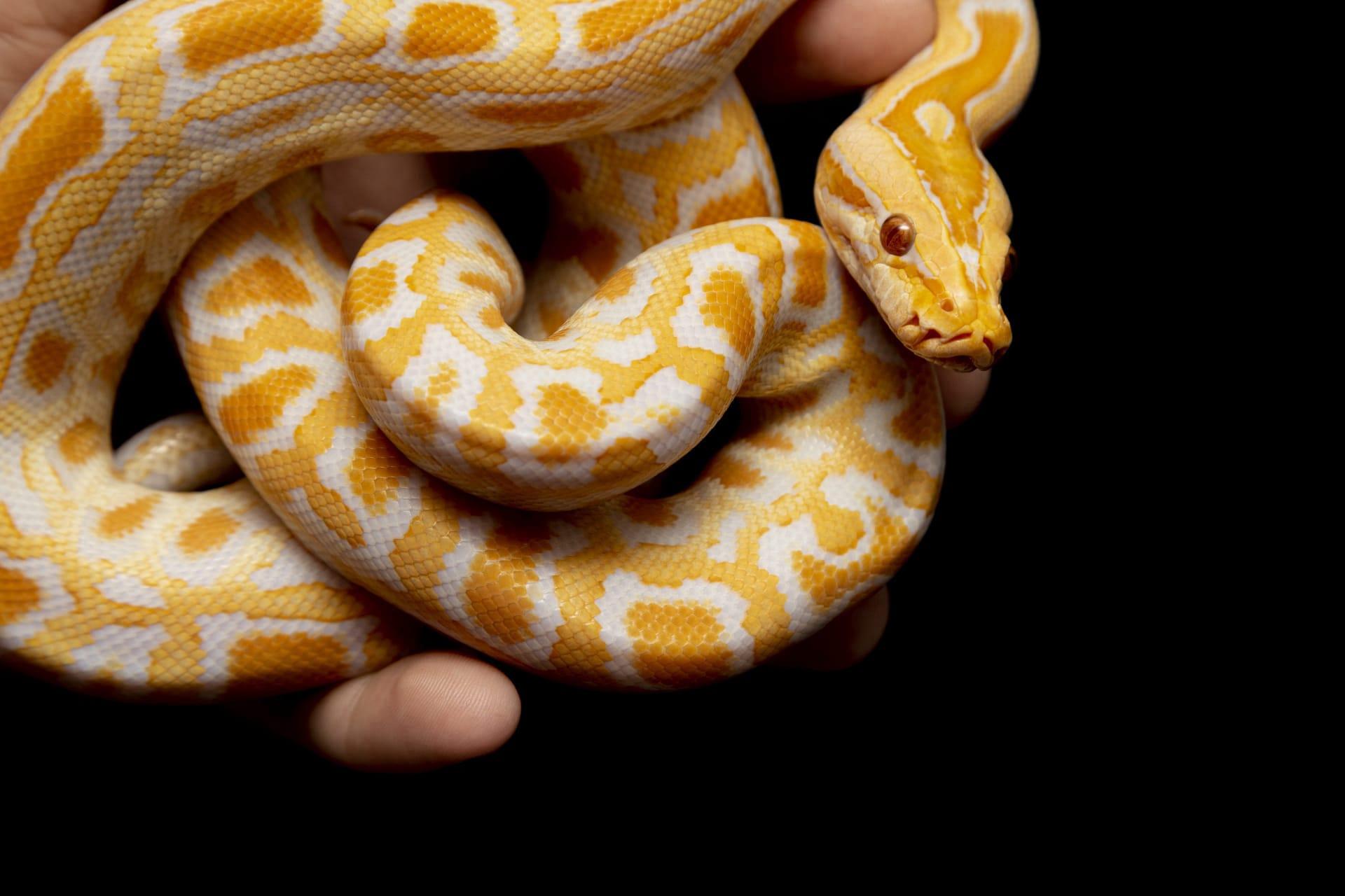 Ball python snake pictures