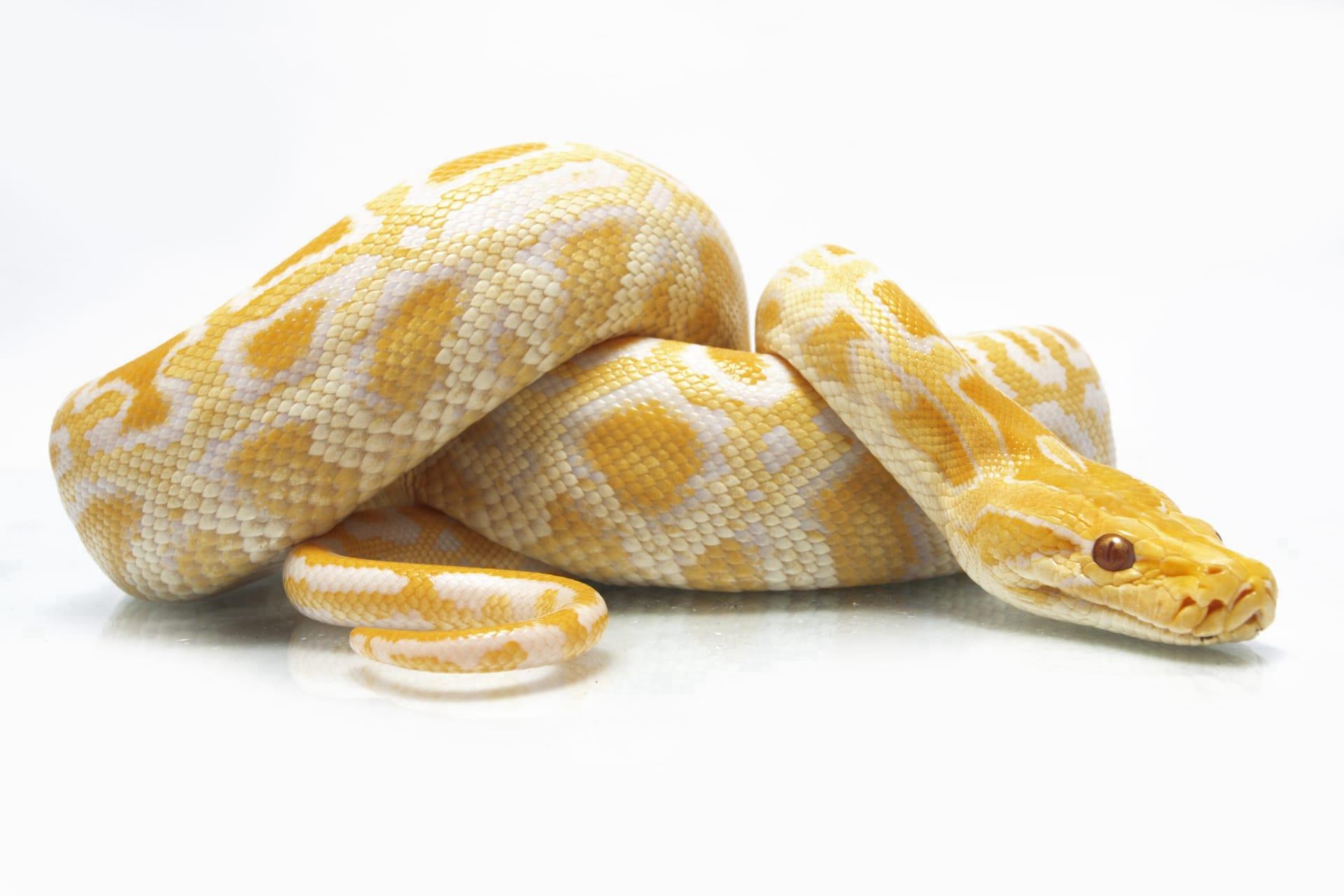 Ball python snake pictures