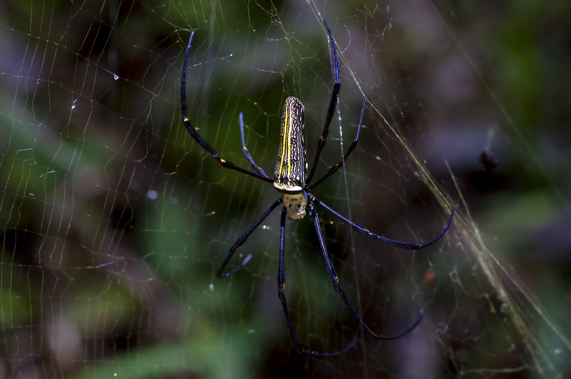Banana spider pictures