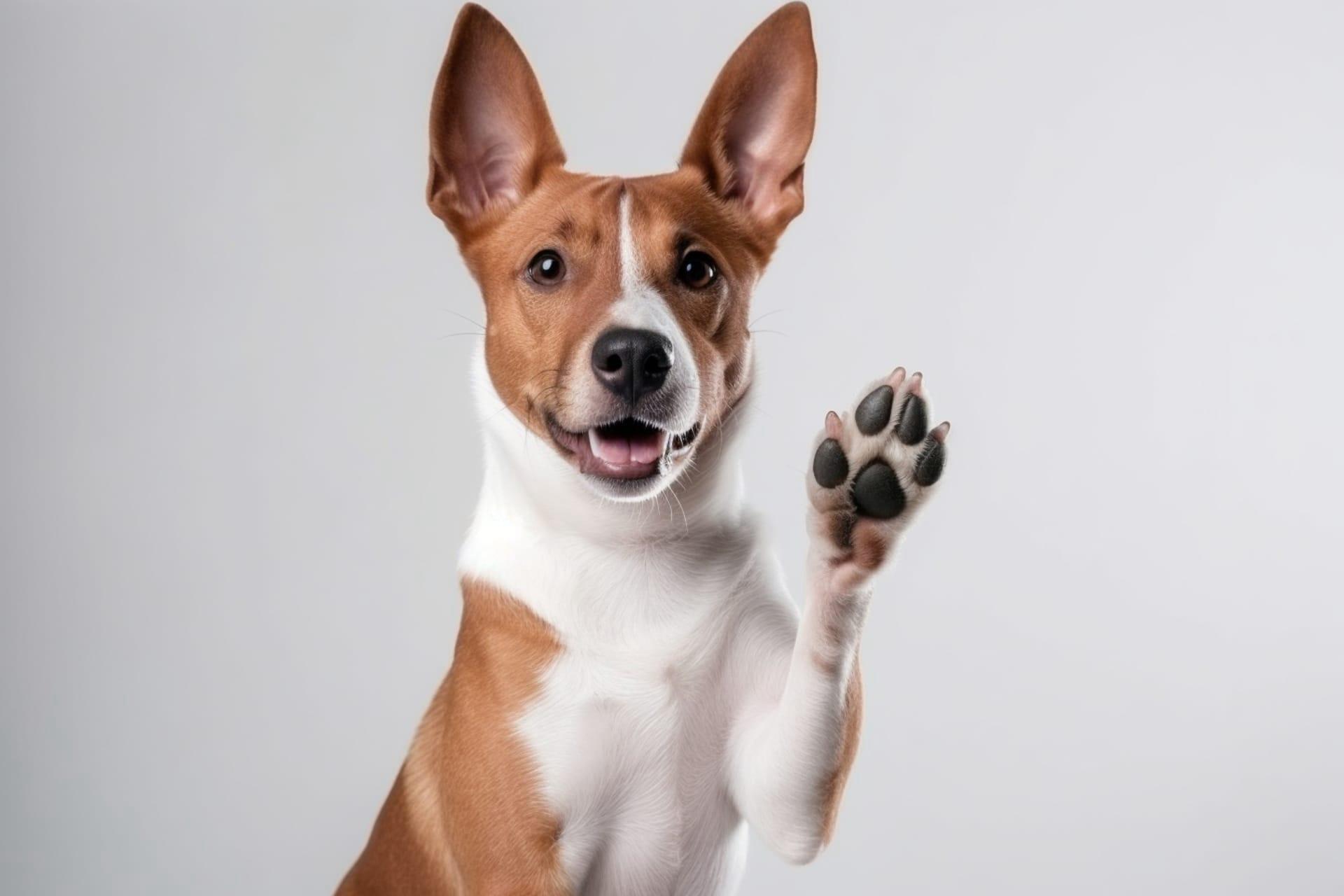 Basenji pictures