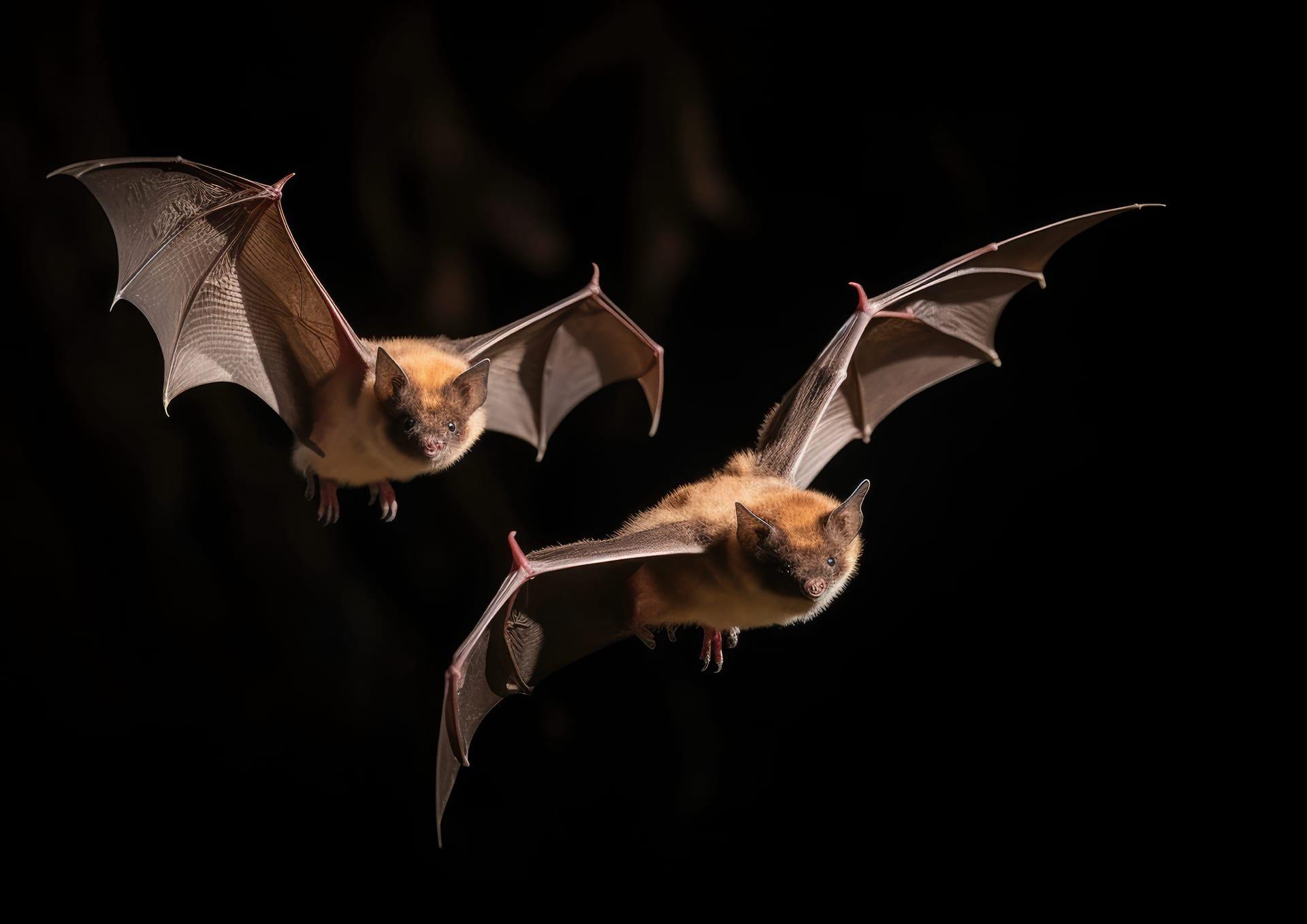 Bat pictures