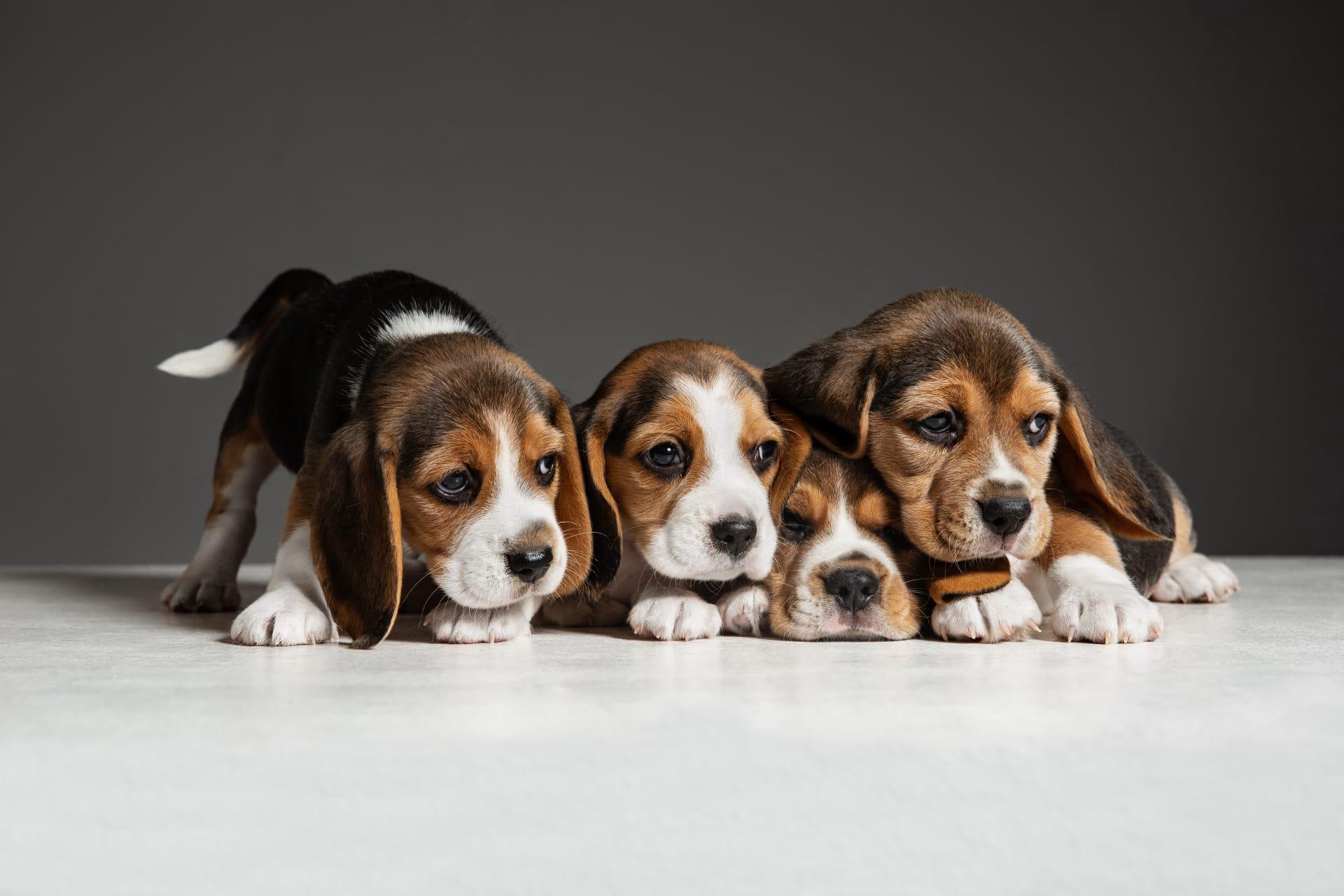 Beagle pictures