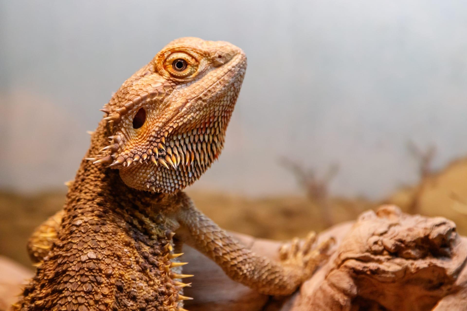 Bearded dragon pictures