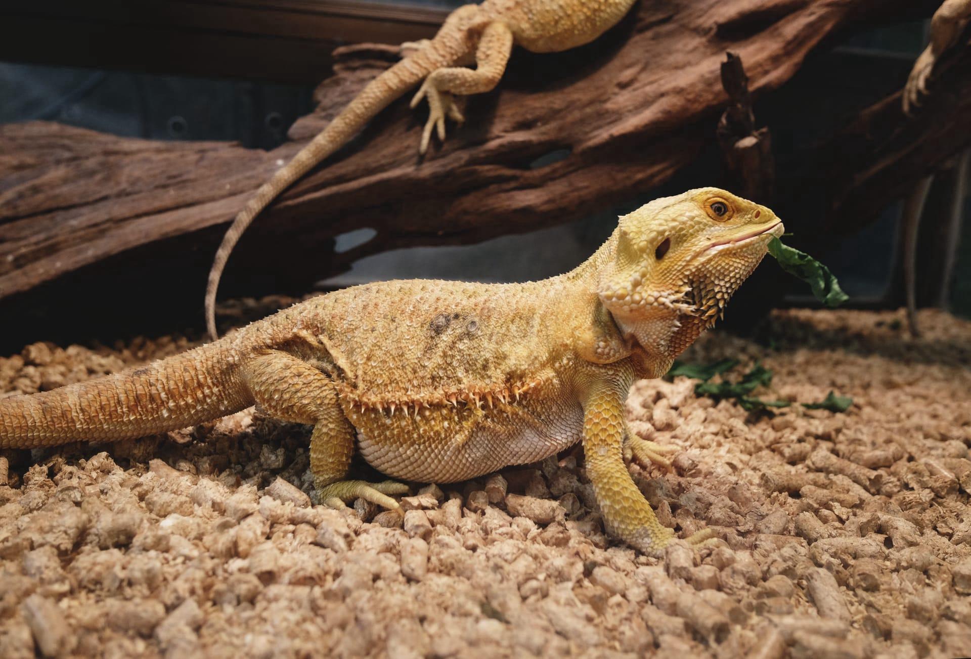 Bearded dragon pictures