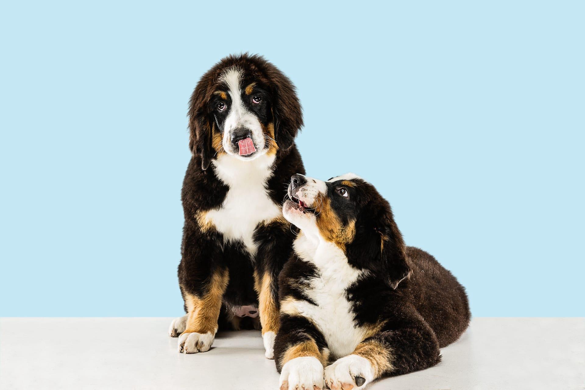 Bernese mountain dog pictures