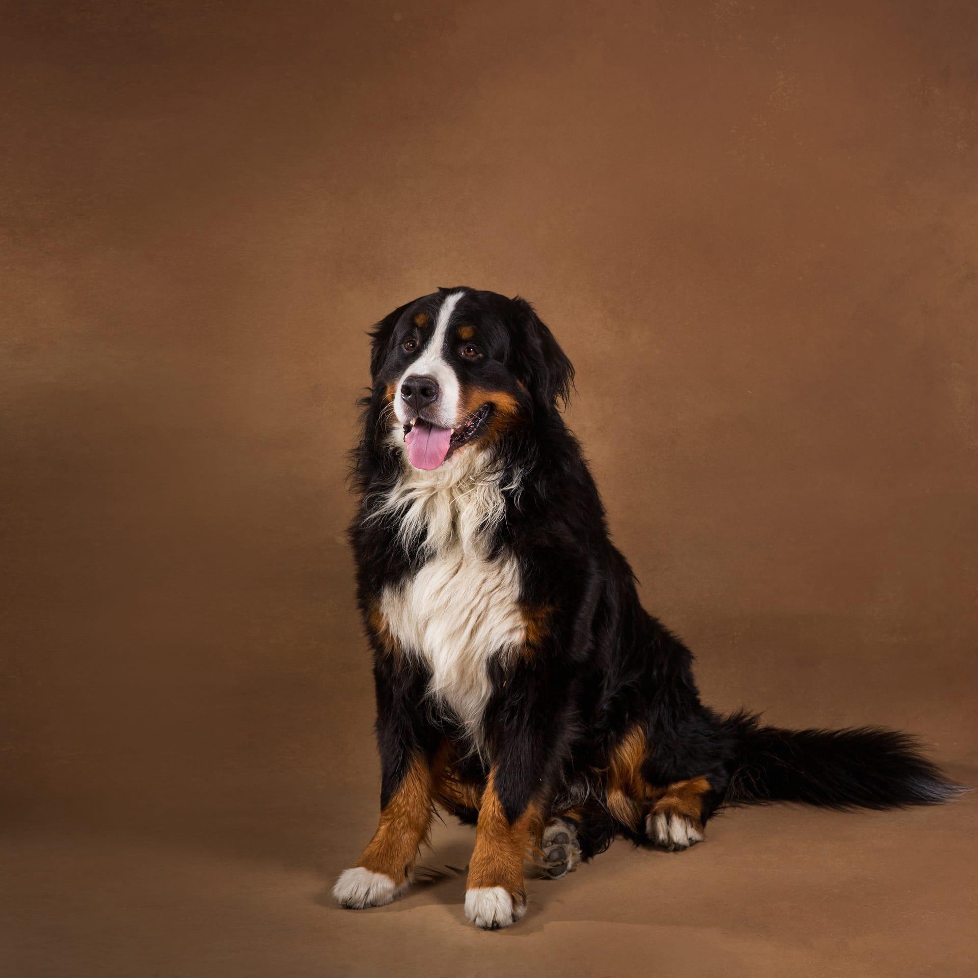 Bernese mountain dog pictures