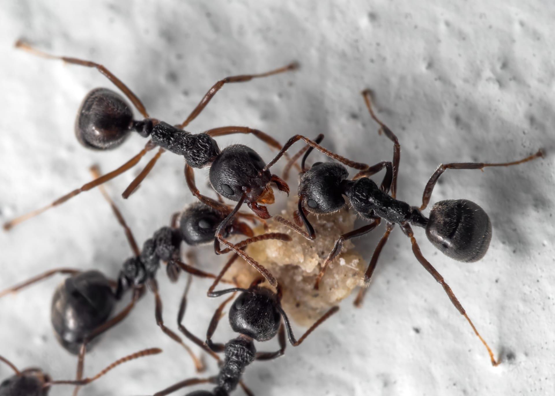 Black ants pictures