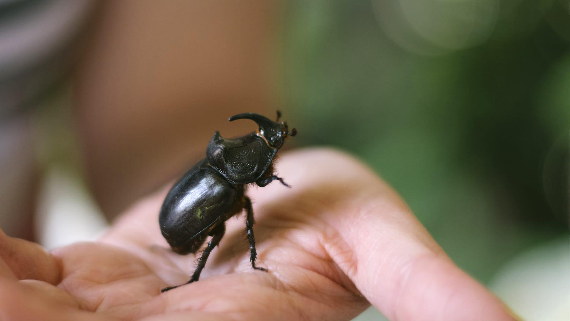 Black beetle pictures