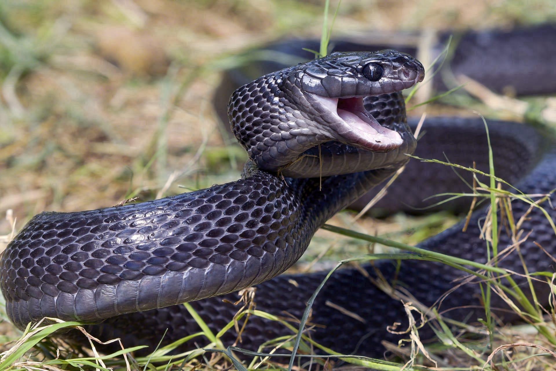 Black snake pictures