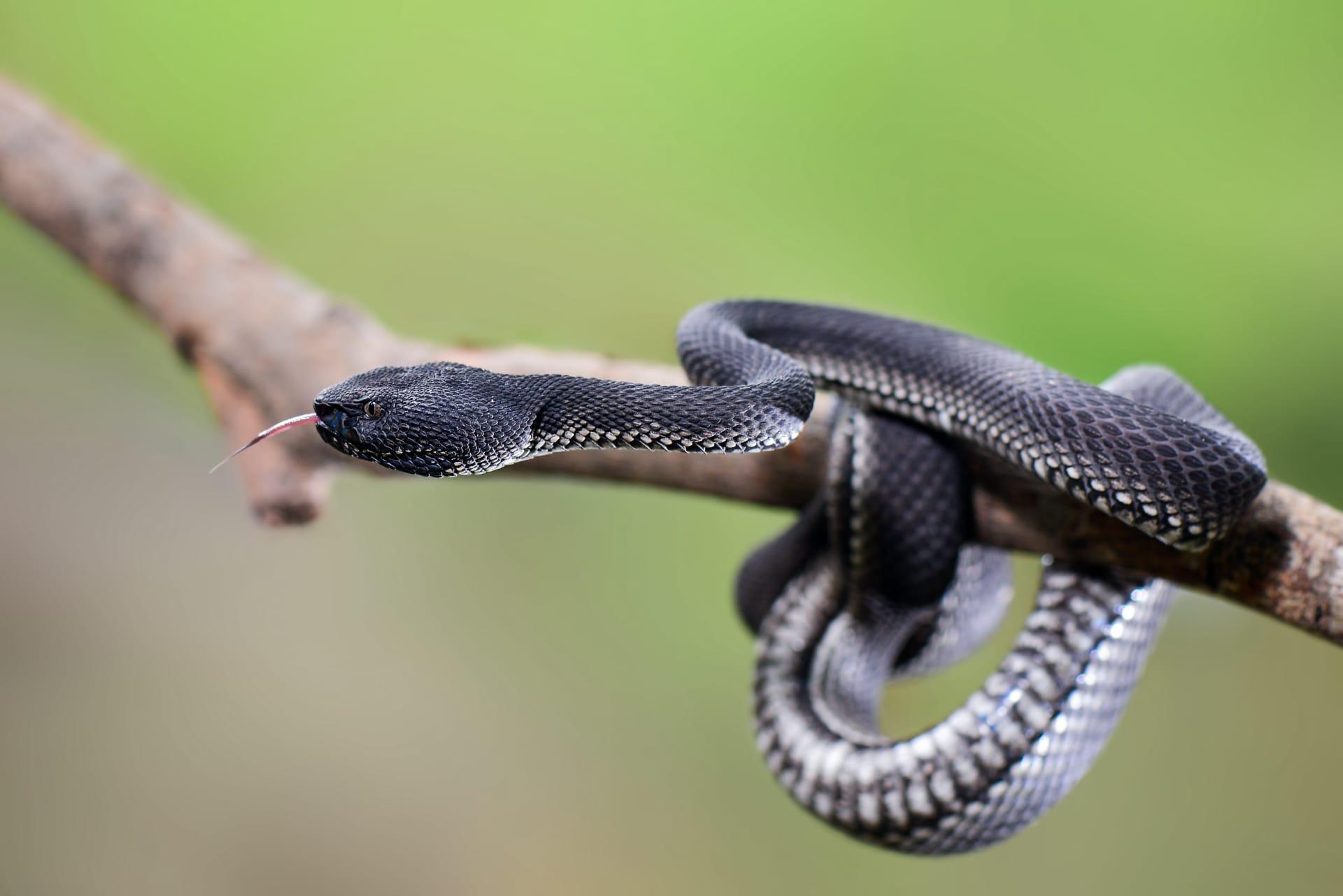 Black snake pictures