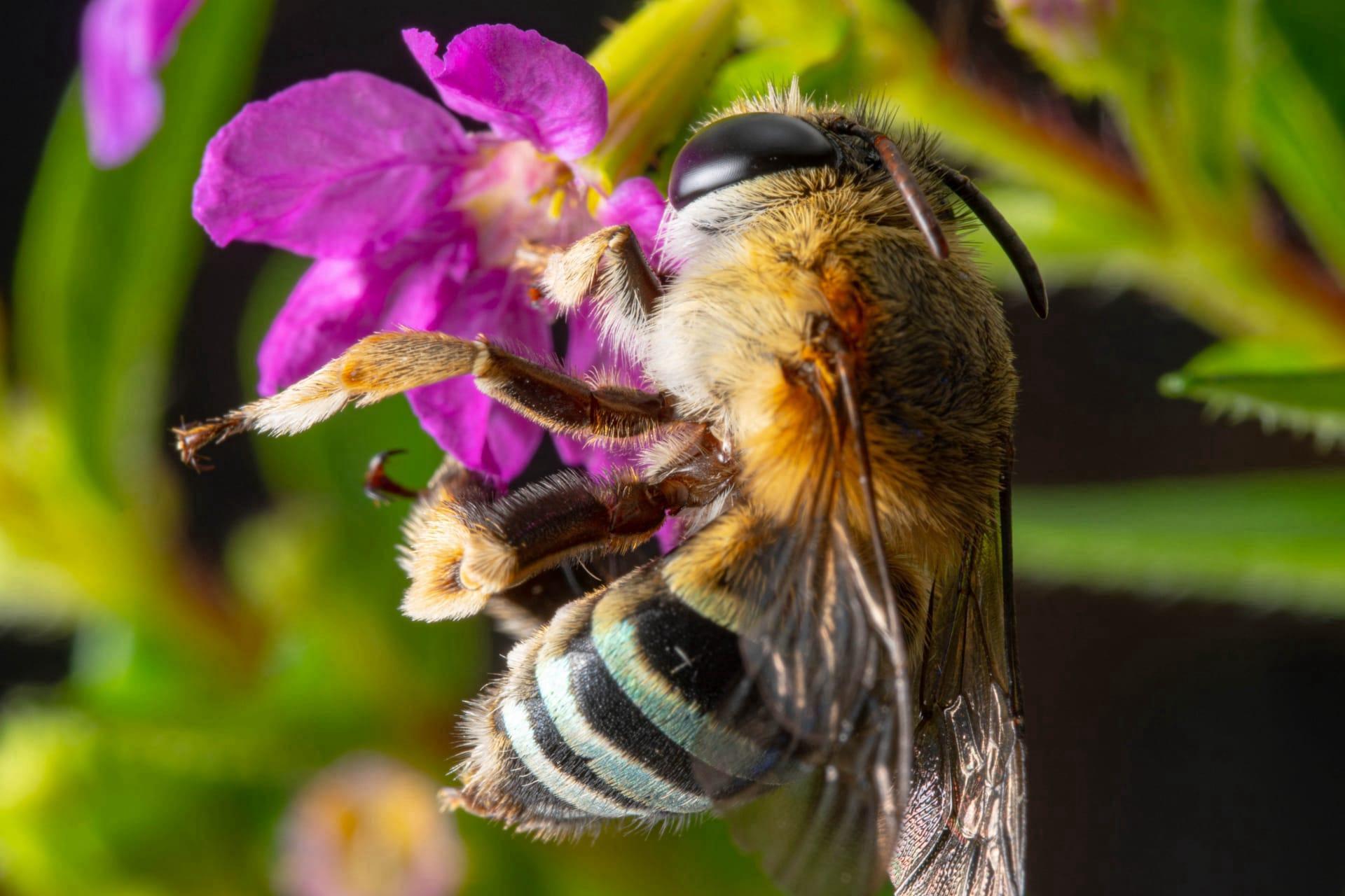 Blue banded bee pictures