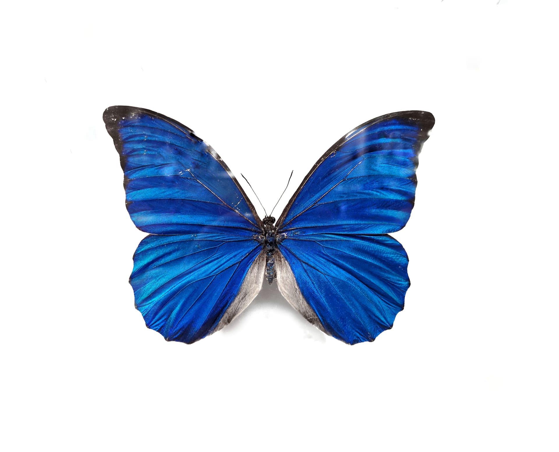 Blue butterfly pictures