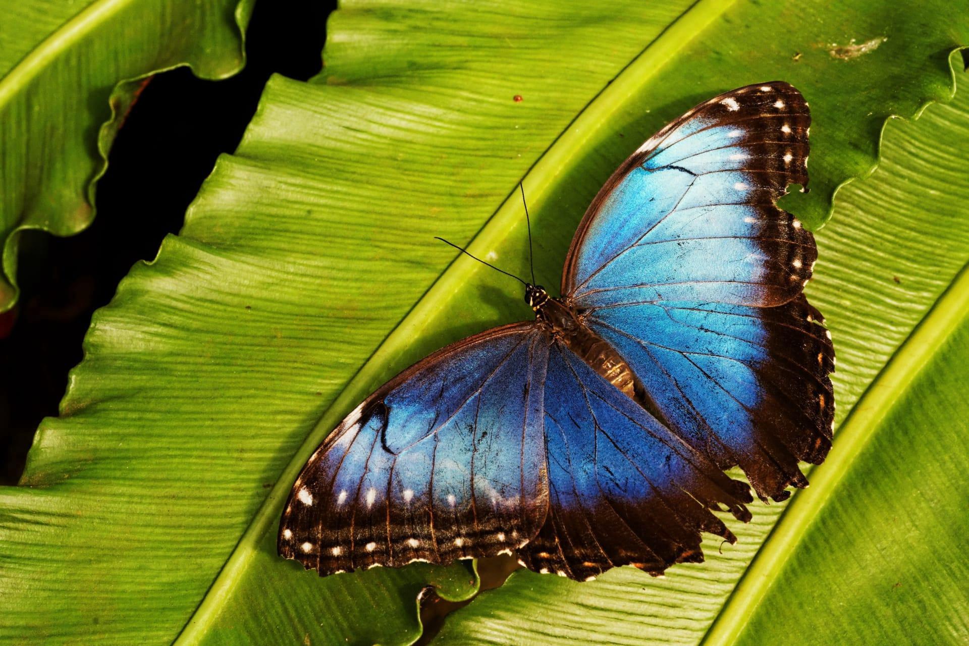 Blue butterfly pictures
