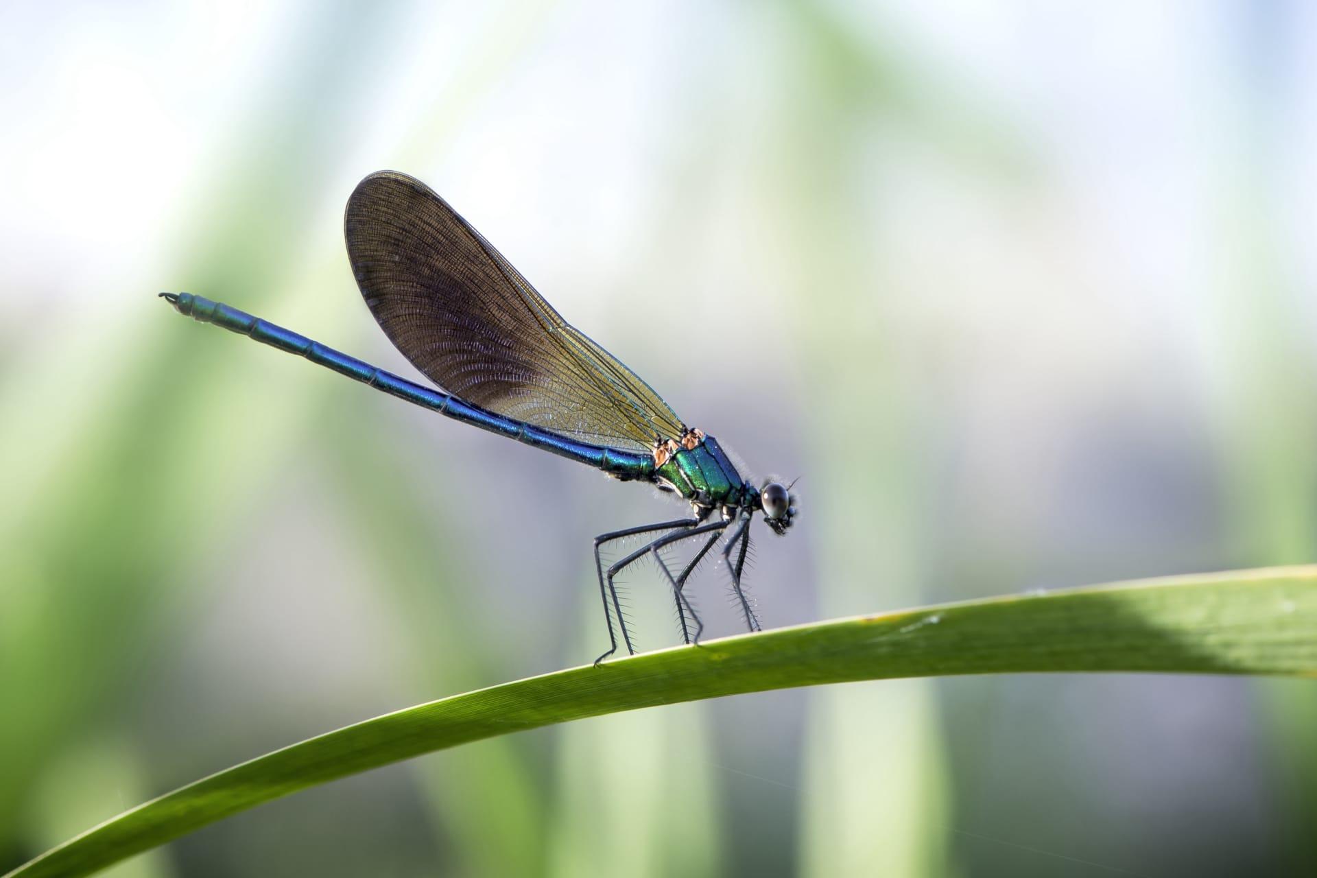 Blue dragonfly pictures