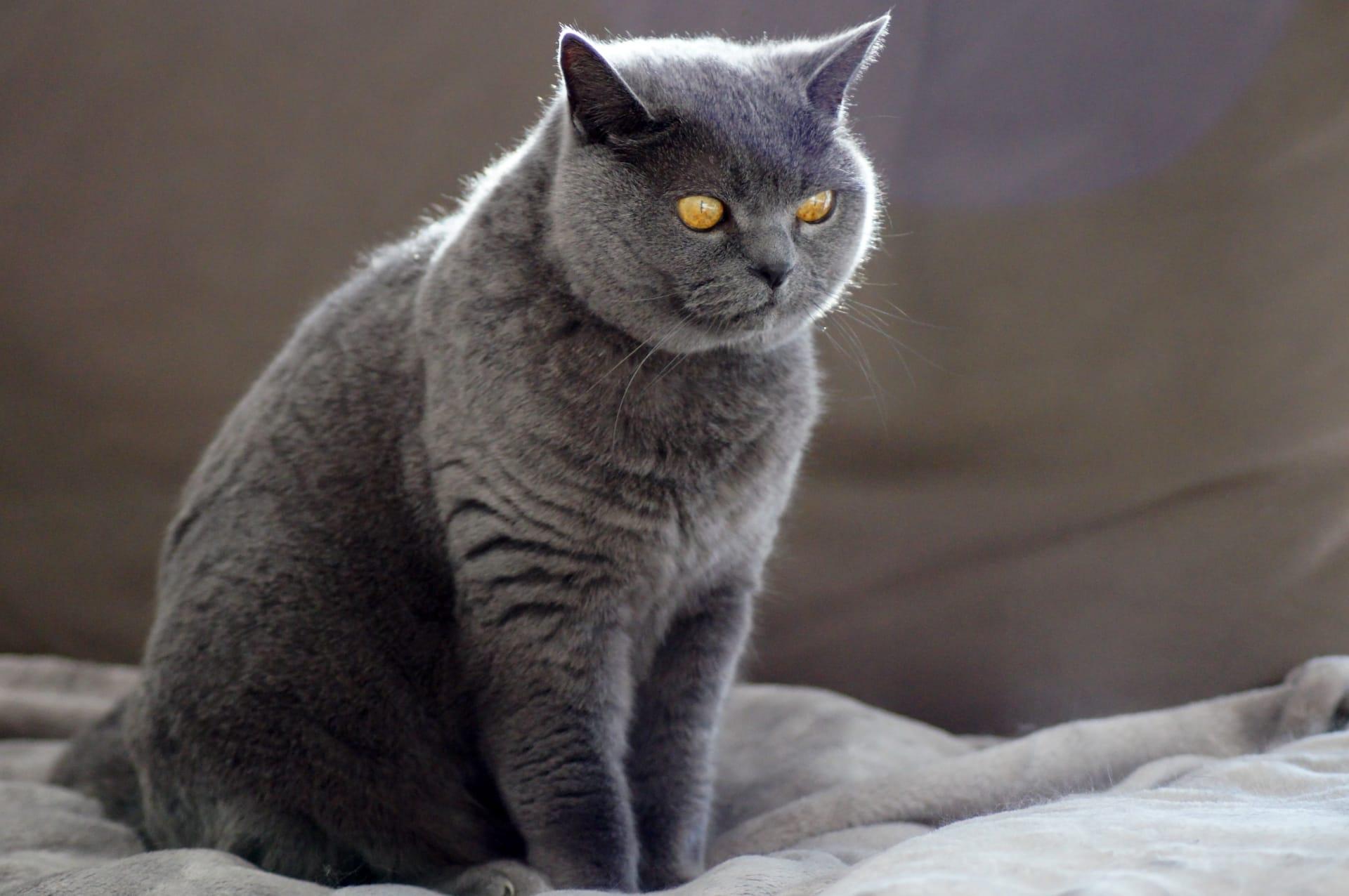 British shorthair cat pictures