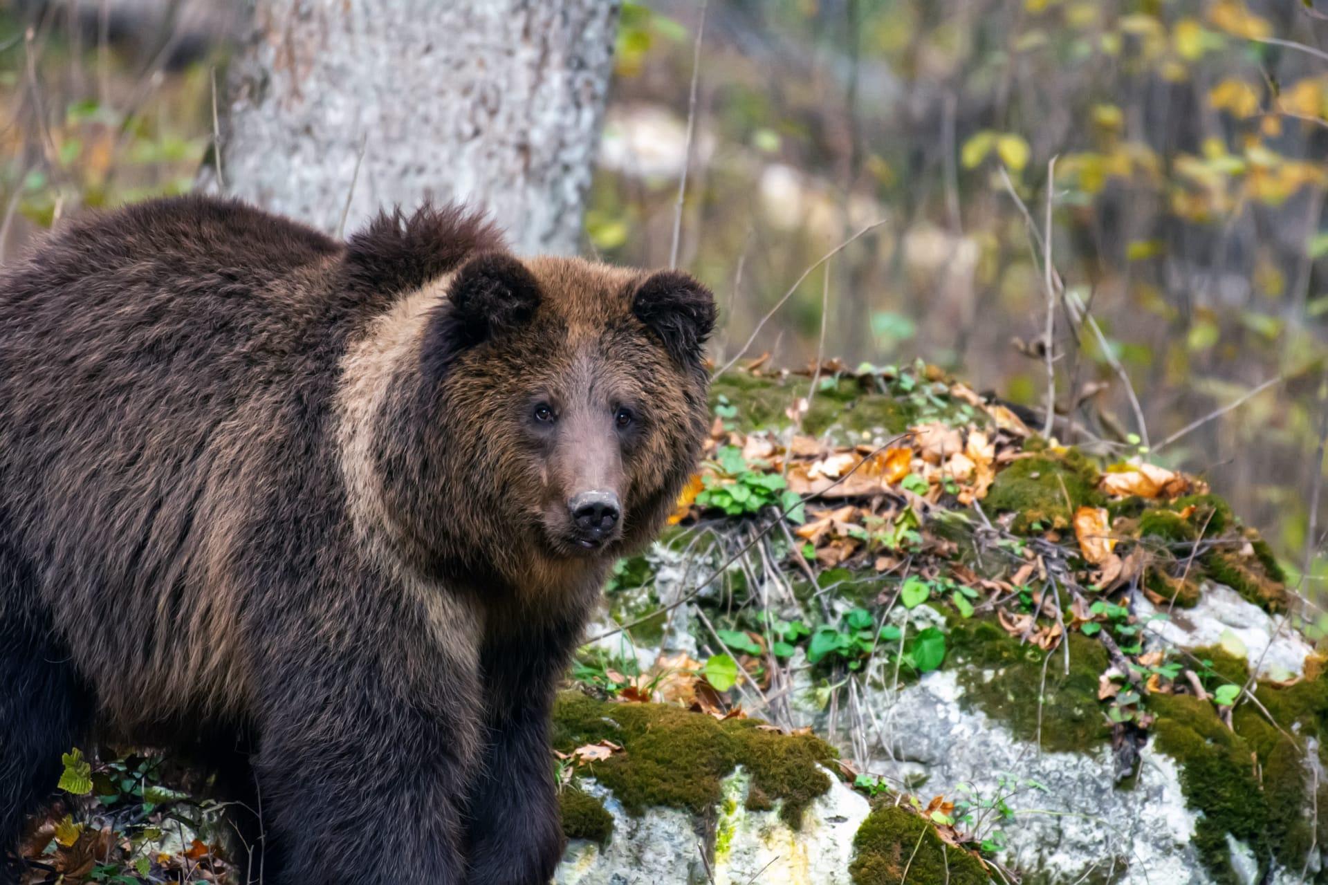 Brown bear pictures