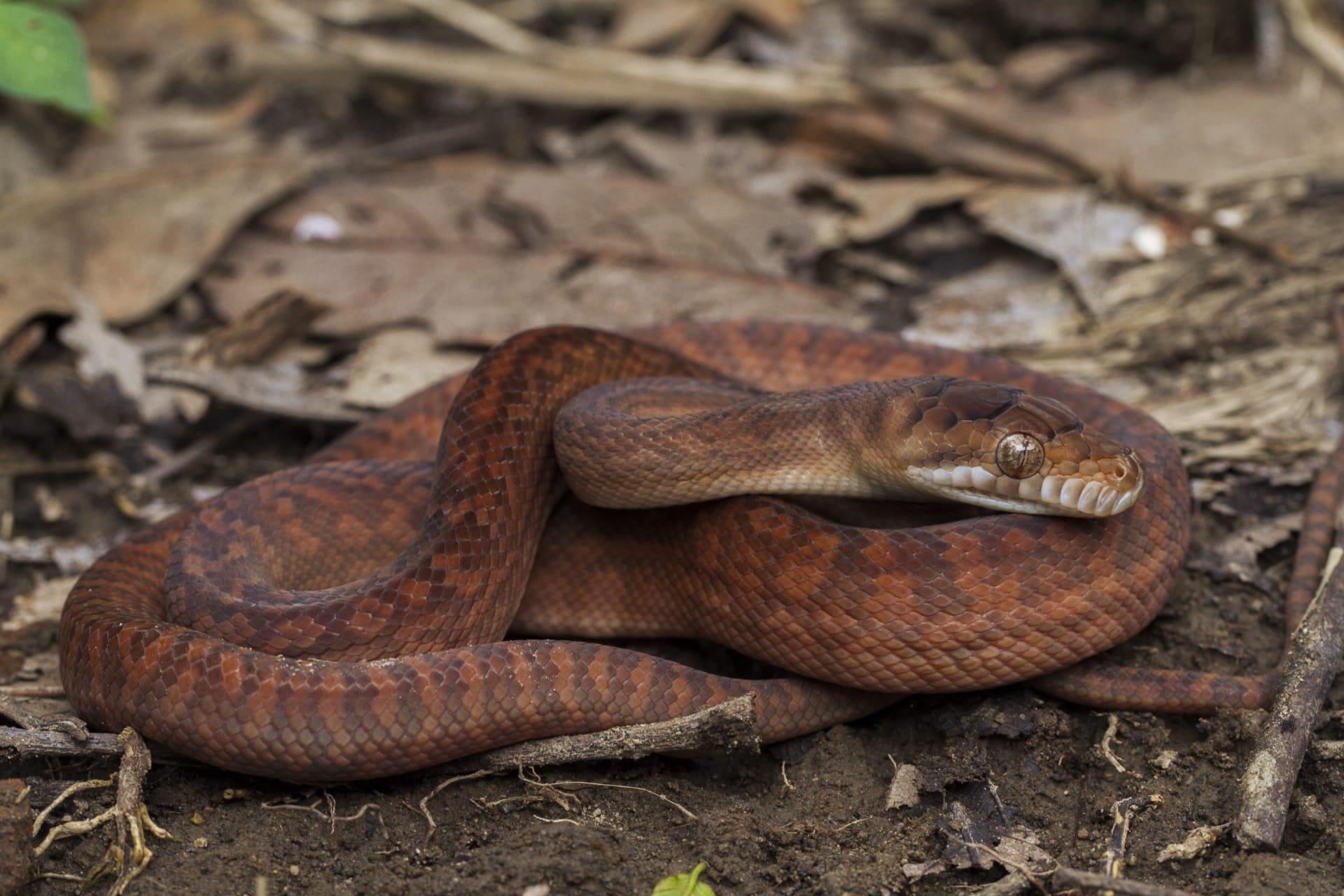 Brown snake pictures