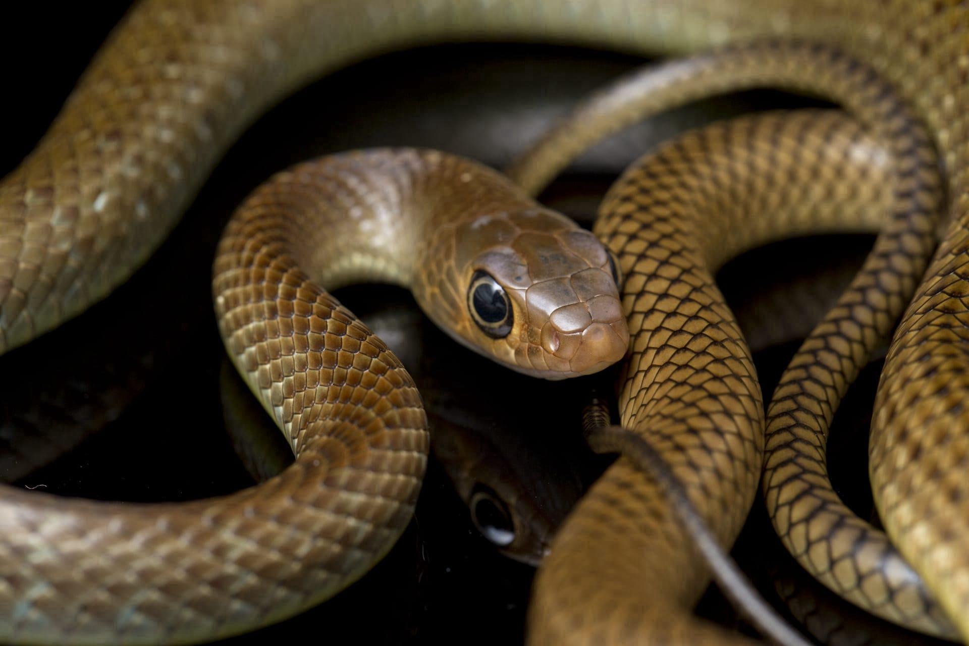Brown snake pictures
