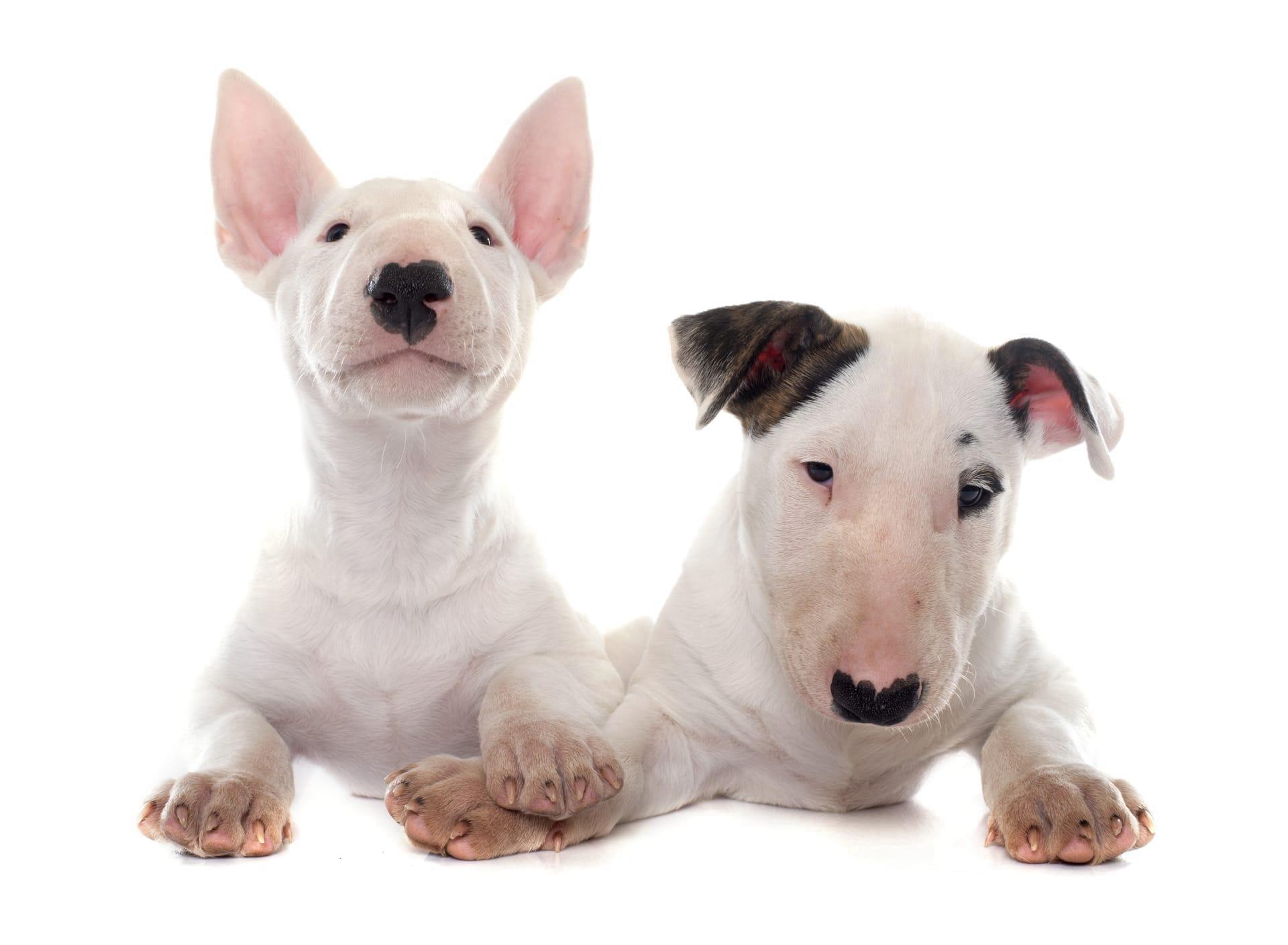 Bull terrier pictures