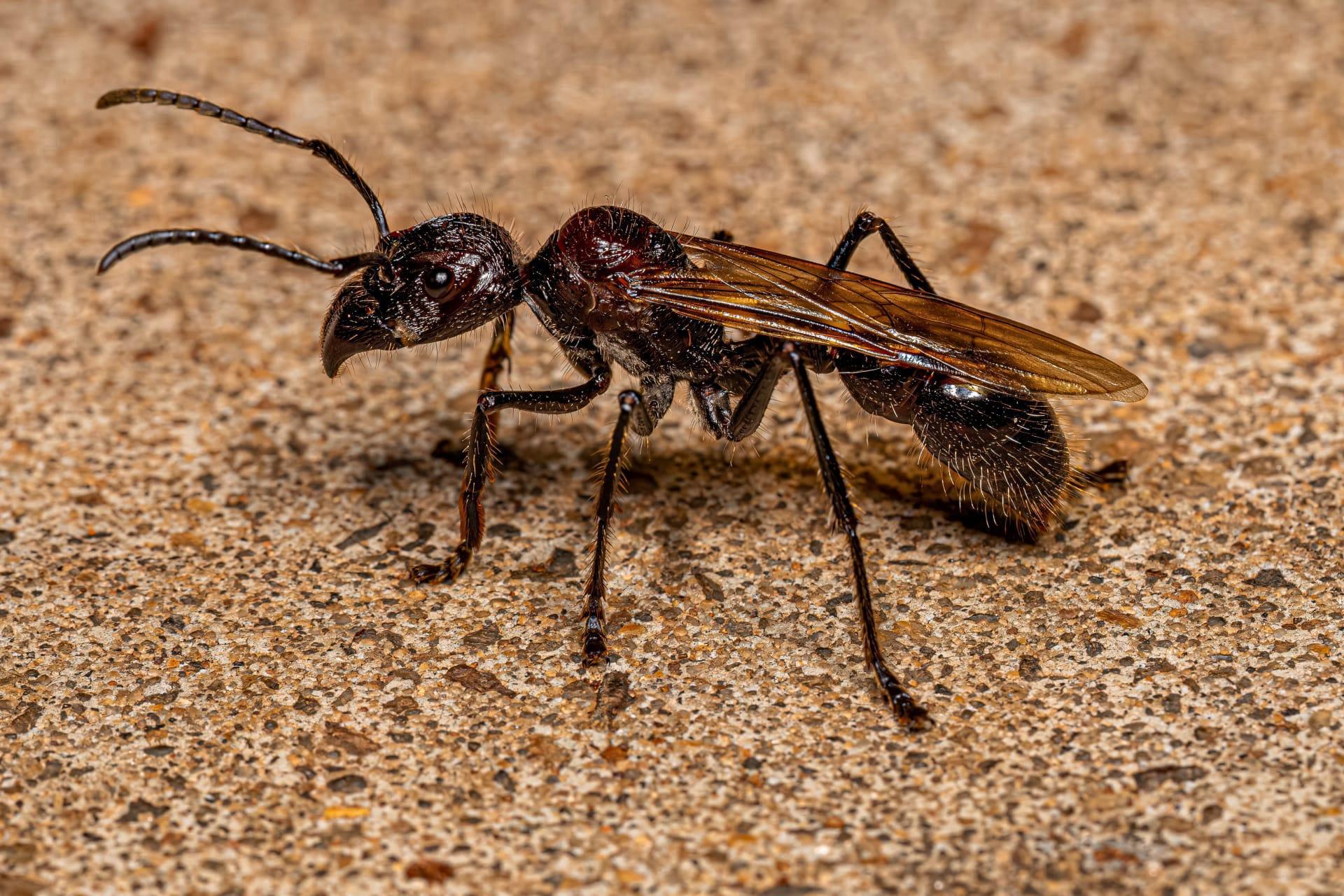 Bullet ant pictures