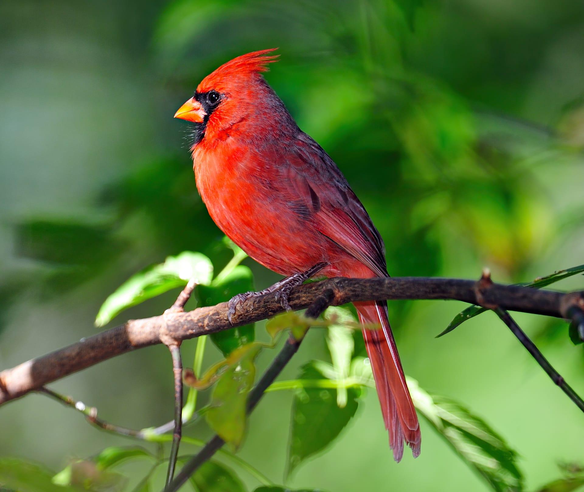 Cardinal pictures