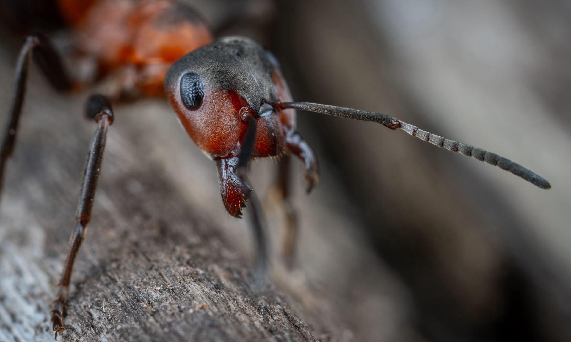 Carpenter ants pictures