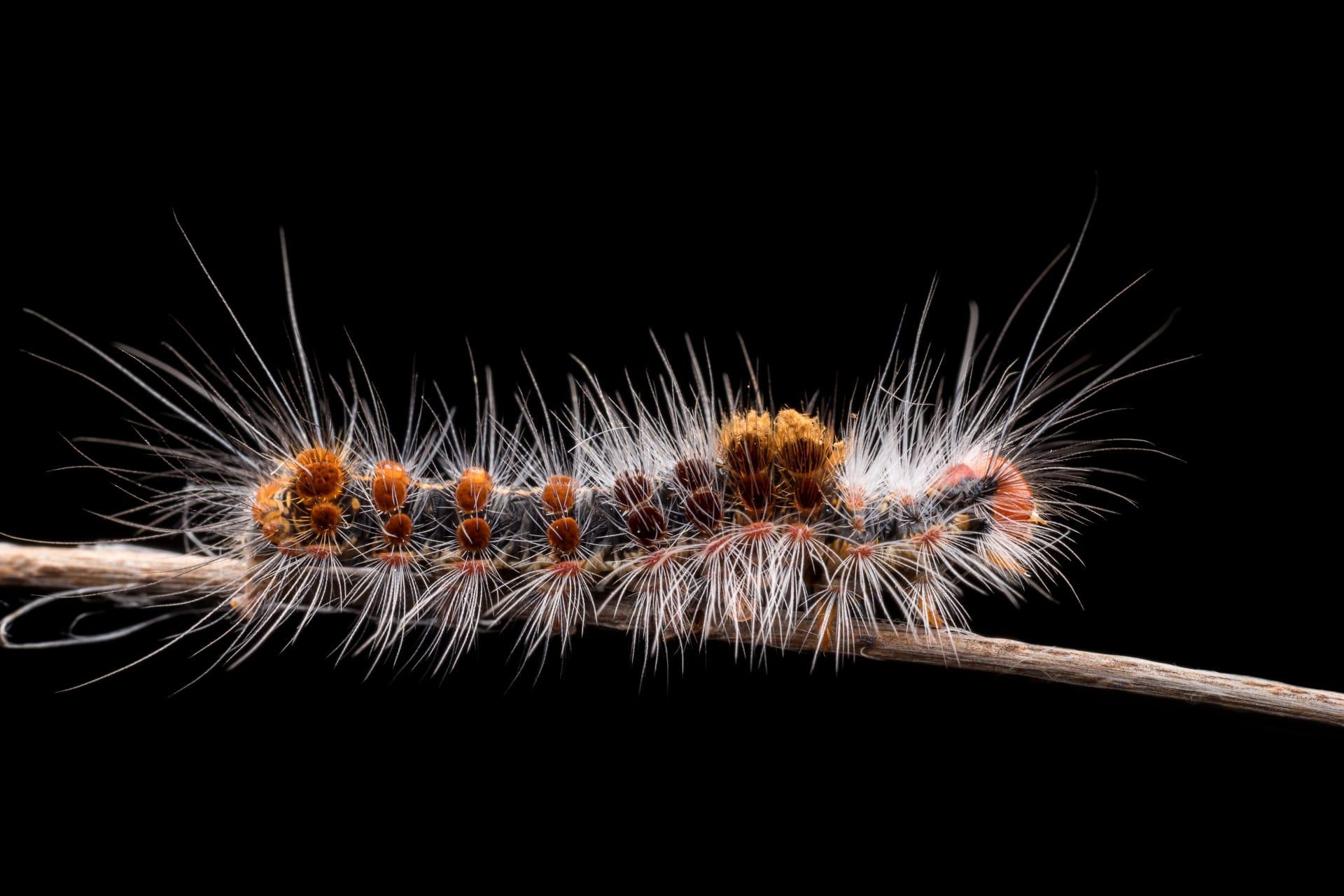 Caterpillar insect pictures