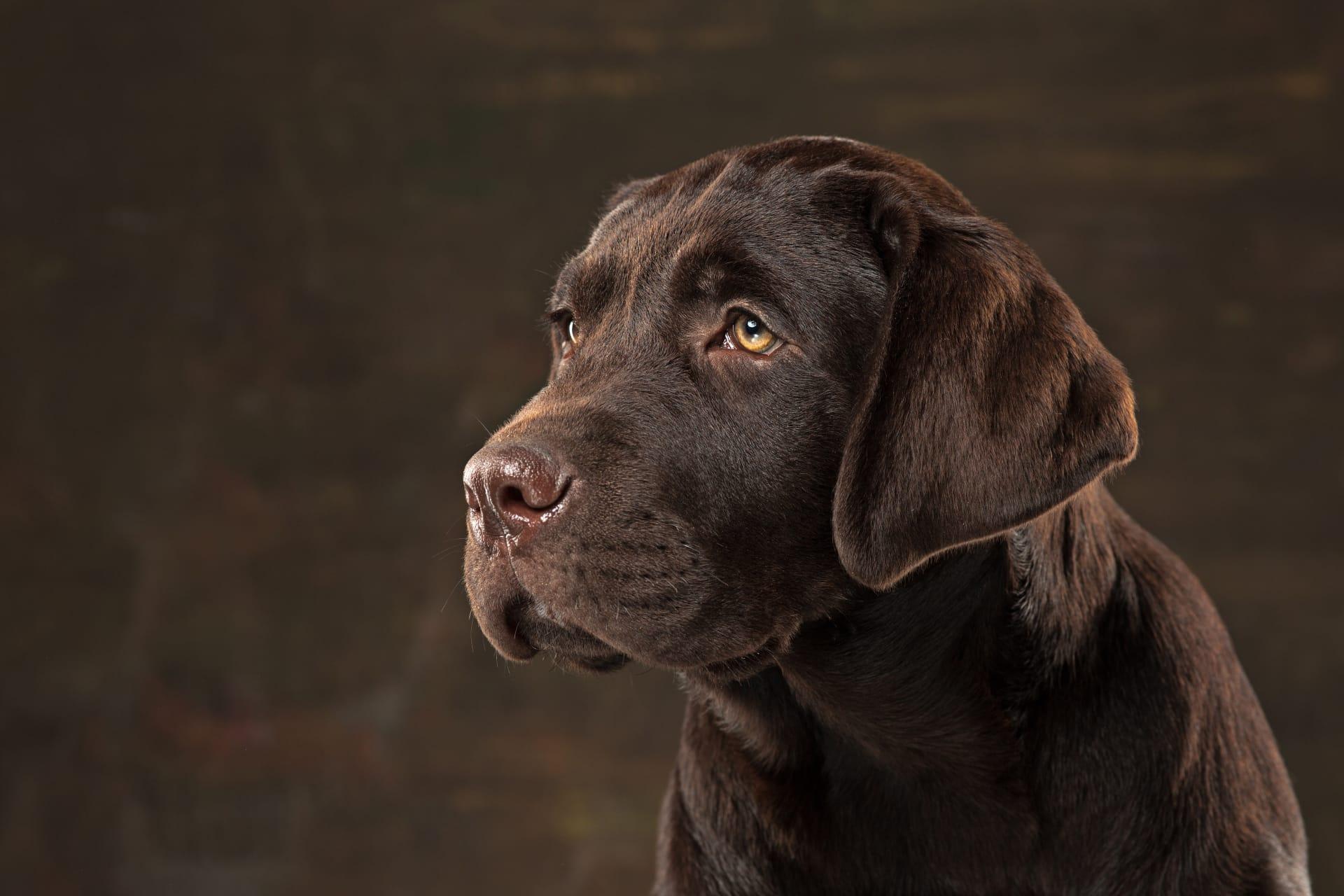 Chocolate lab pictures