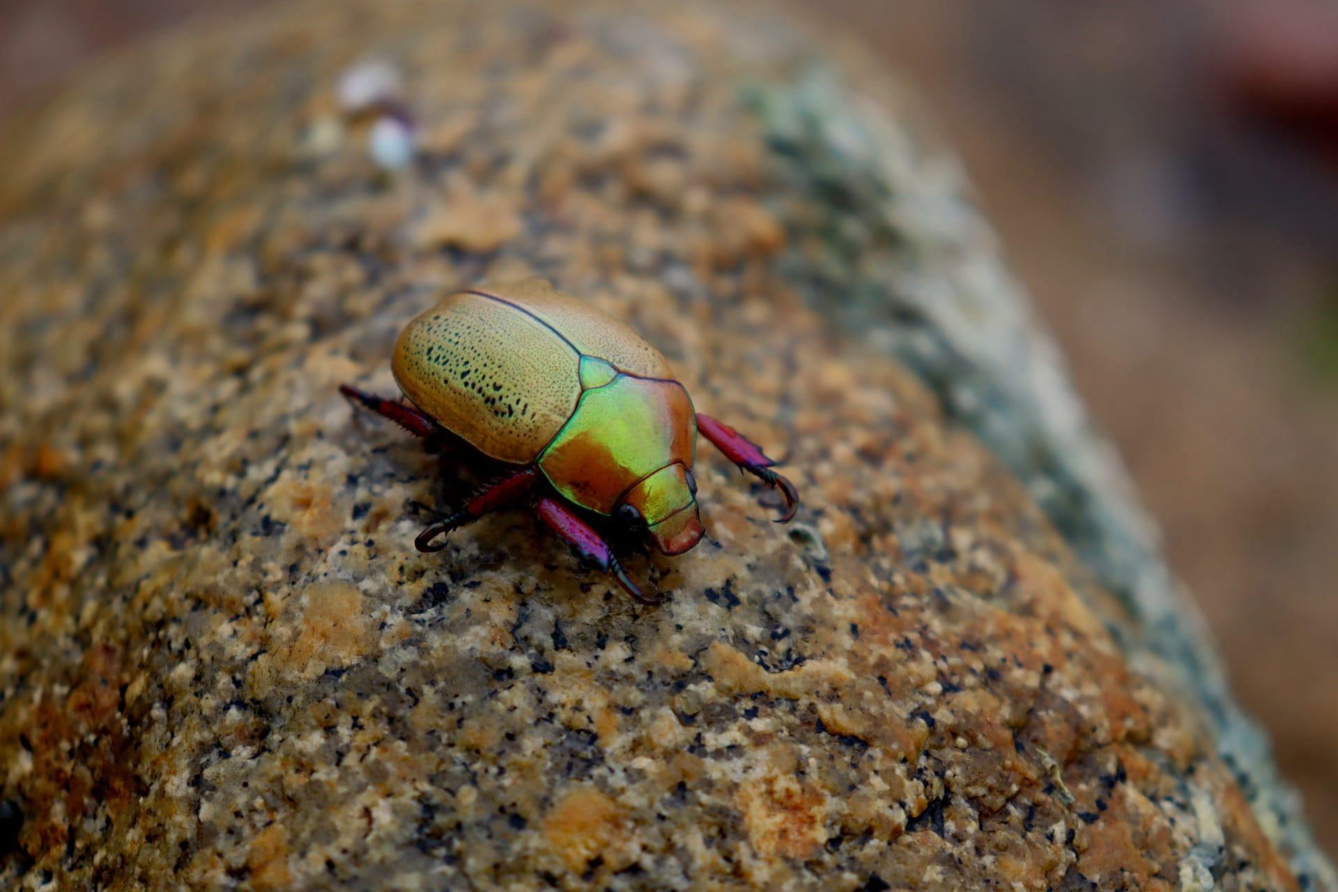 Christmas beetle pictures