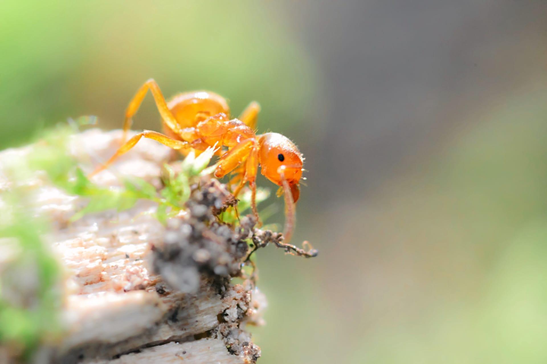 Citronella ants pictures
