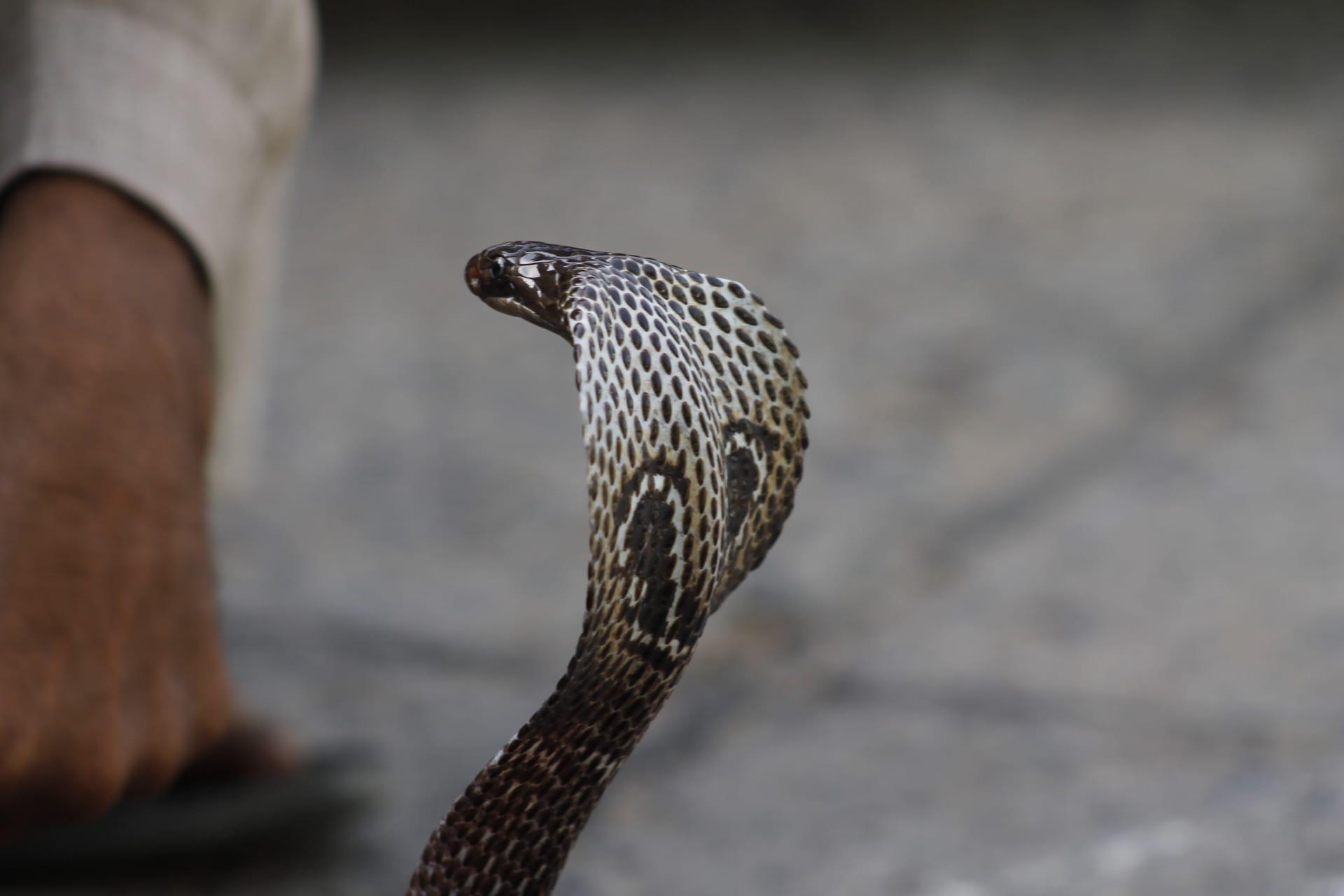 Cobra snake pictures