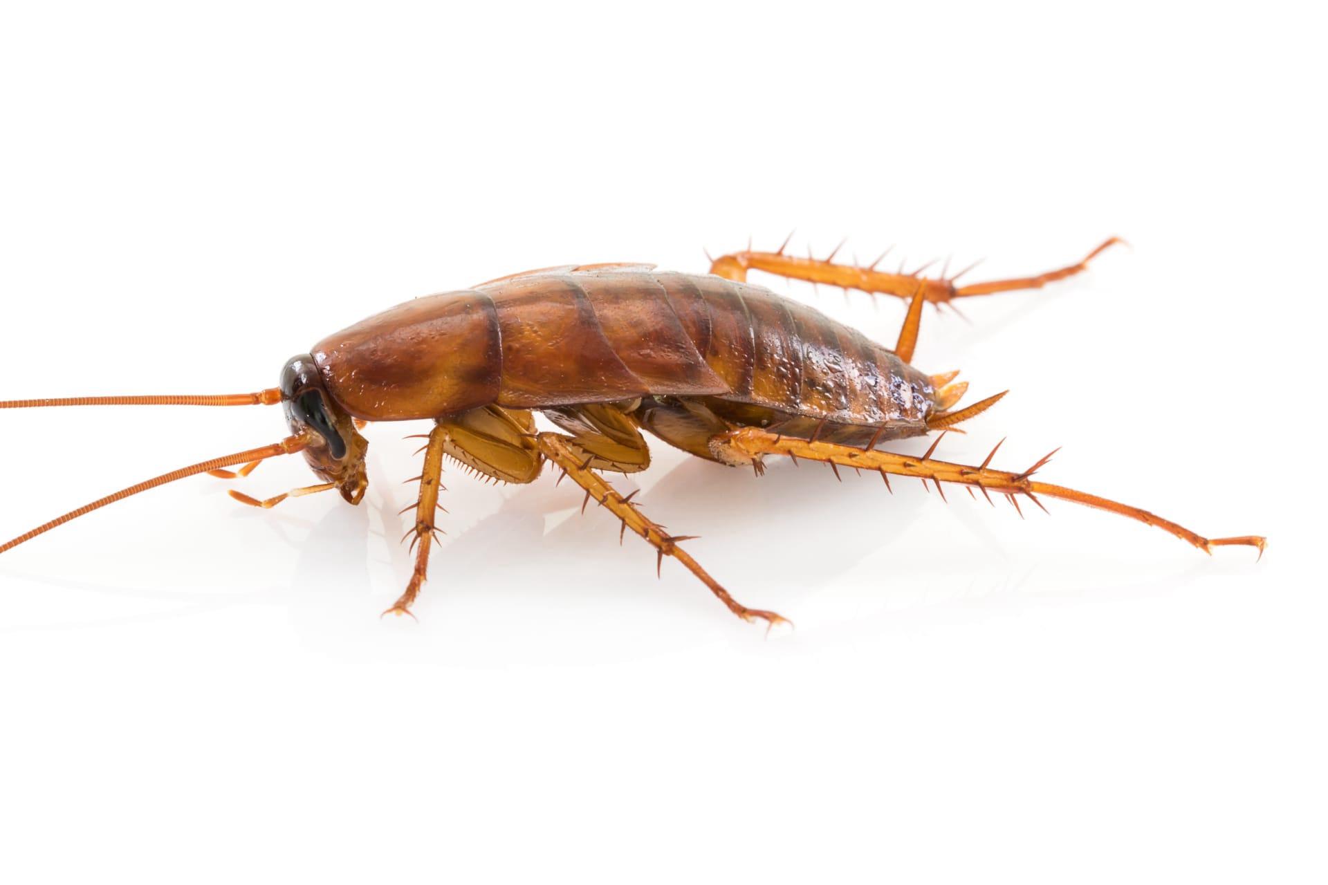 Cockroach pictures