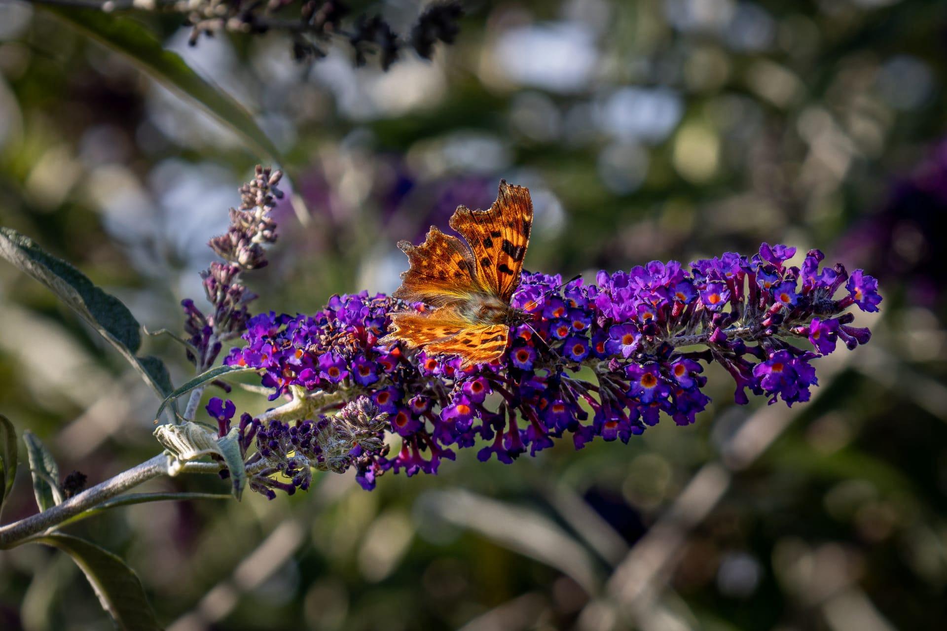 Comma butterfly pictures