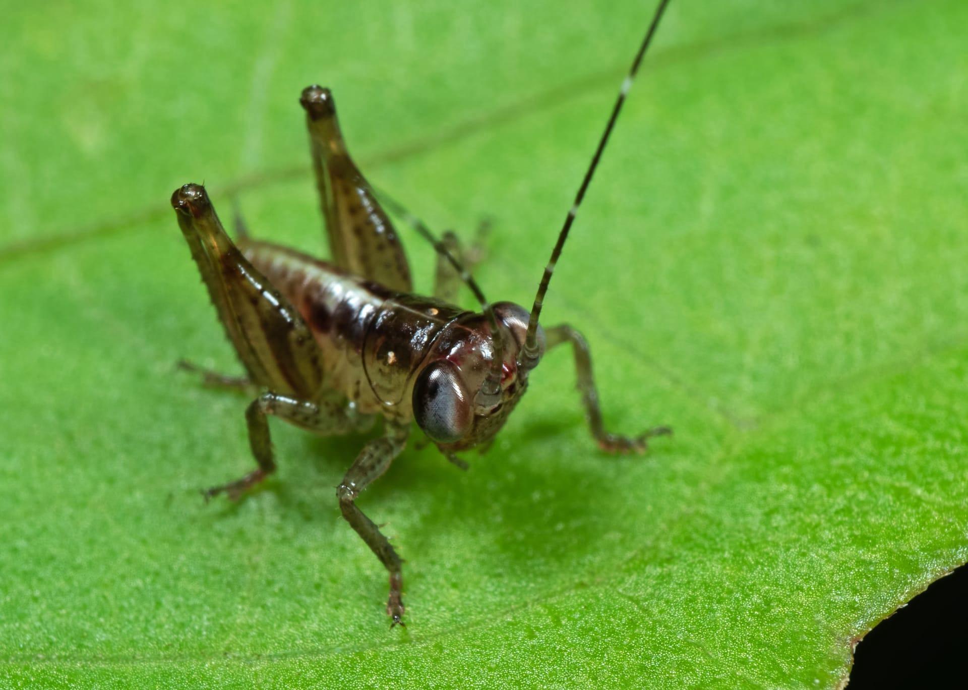 Crickets pictures