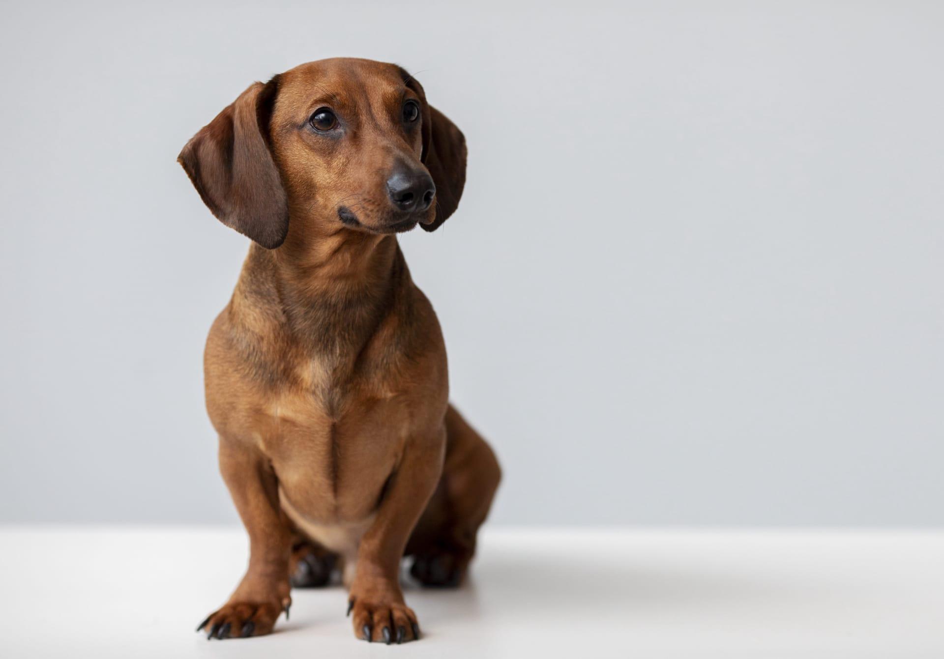 Dachshund pictures