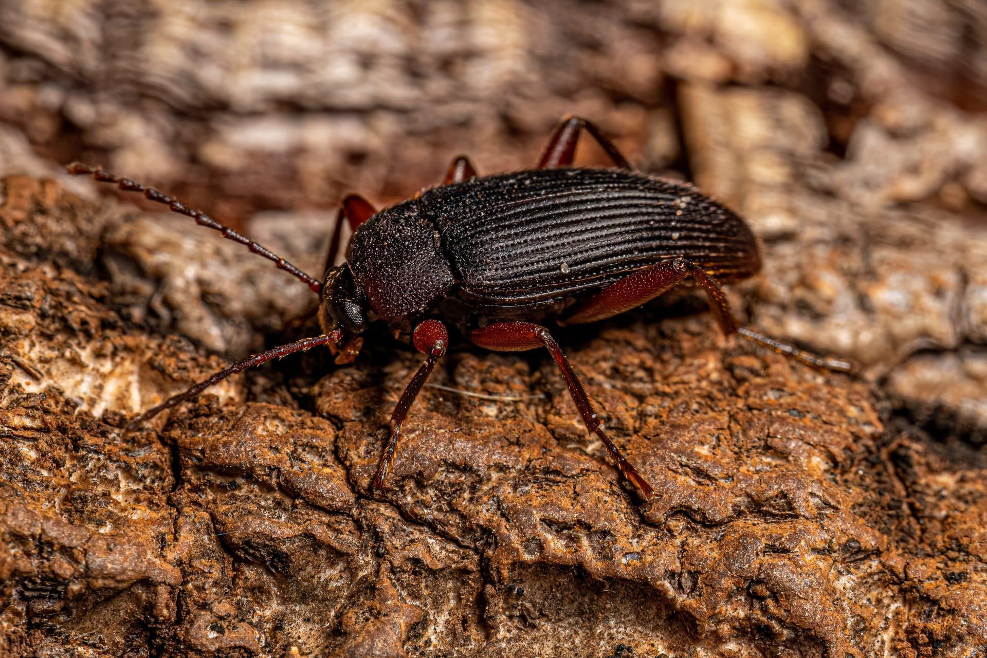Darkling beetle pictures